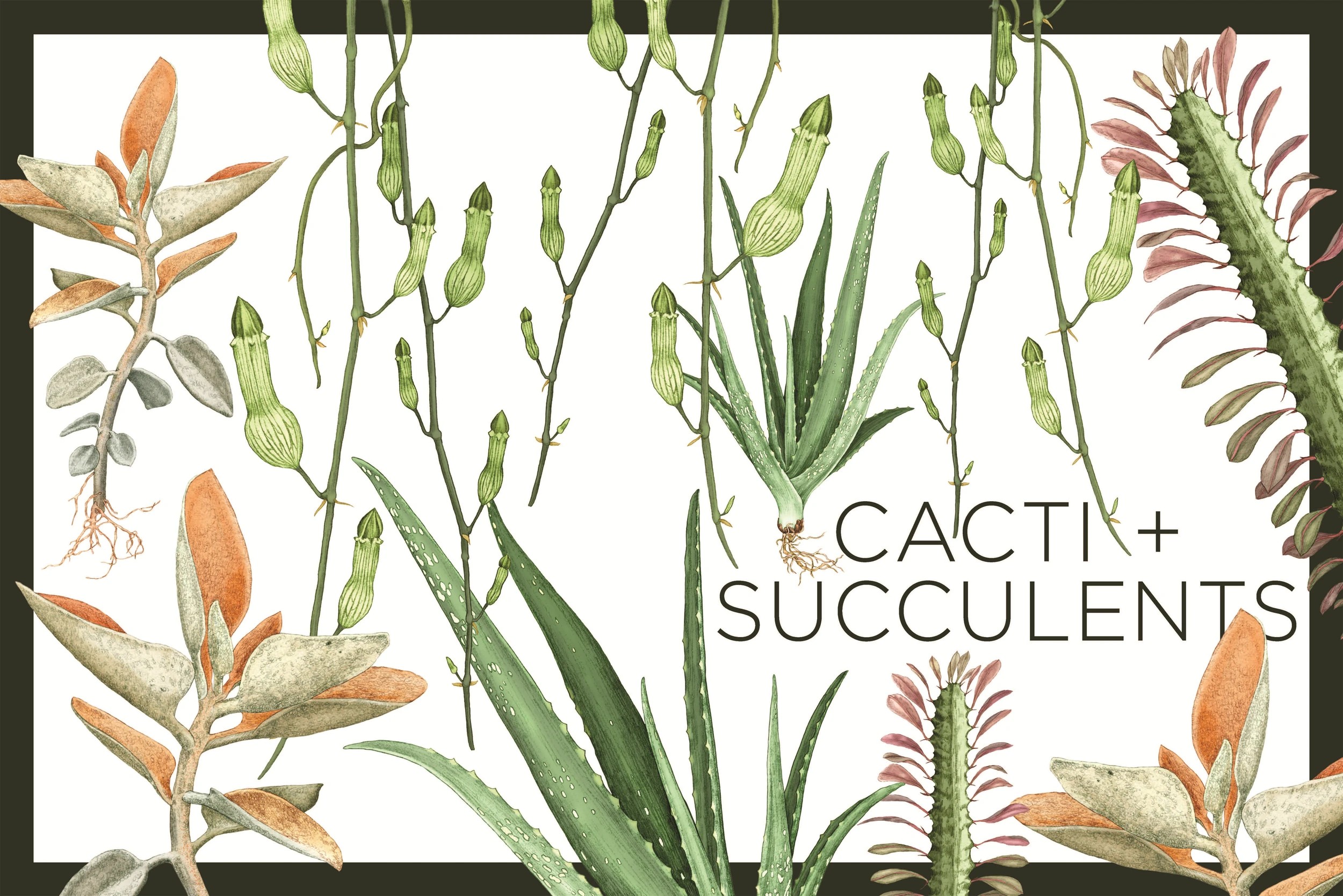 10 Plantopedia: The Definitive Guide to Houseplants by Lauren Camilleri and Sophia Kaplan - Book, 10 of 10