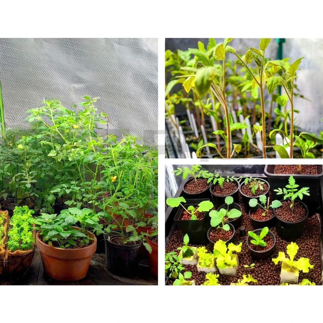 3 Green Fingers Grow Tent 60x60x90CM Hydroponics Kit Indoor Plant Room System - Black, 3 of 4