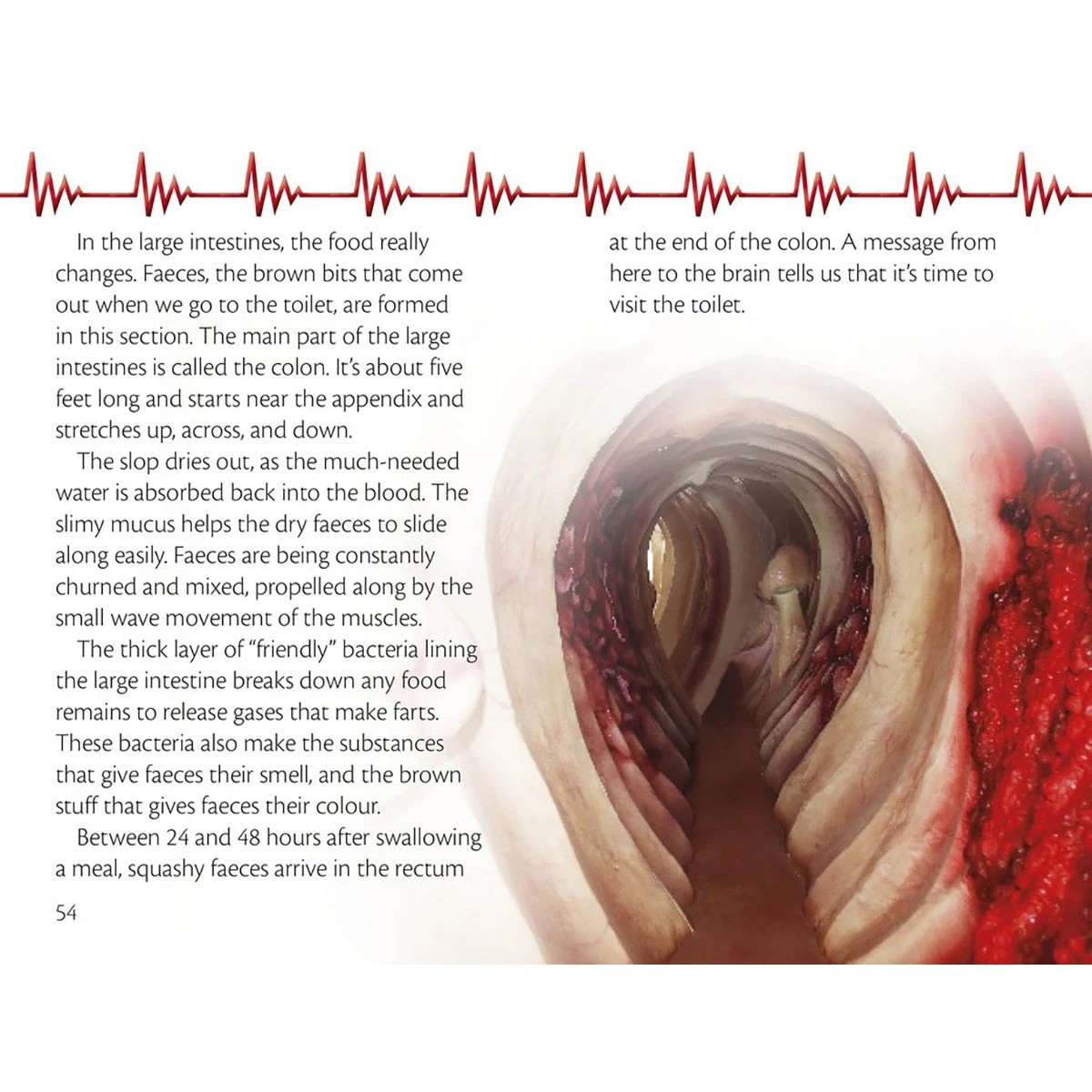 2 Dorling Kindersley A Trip Through The Body, 2 of 4
