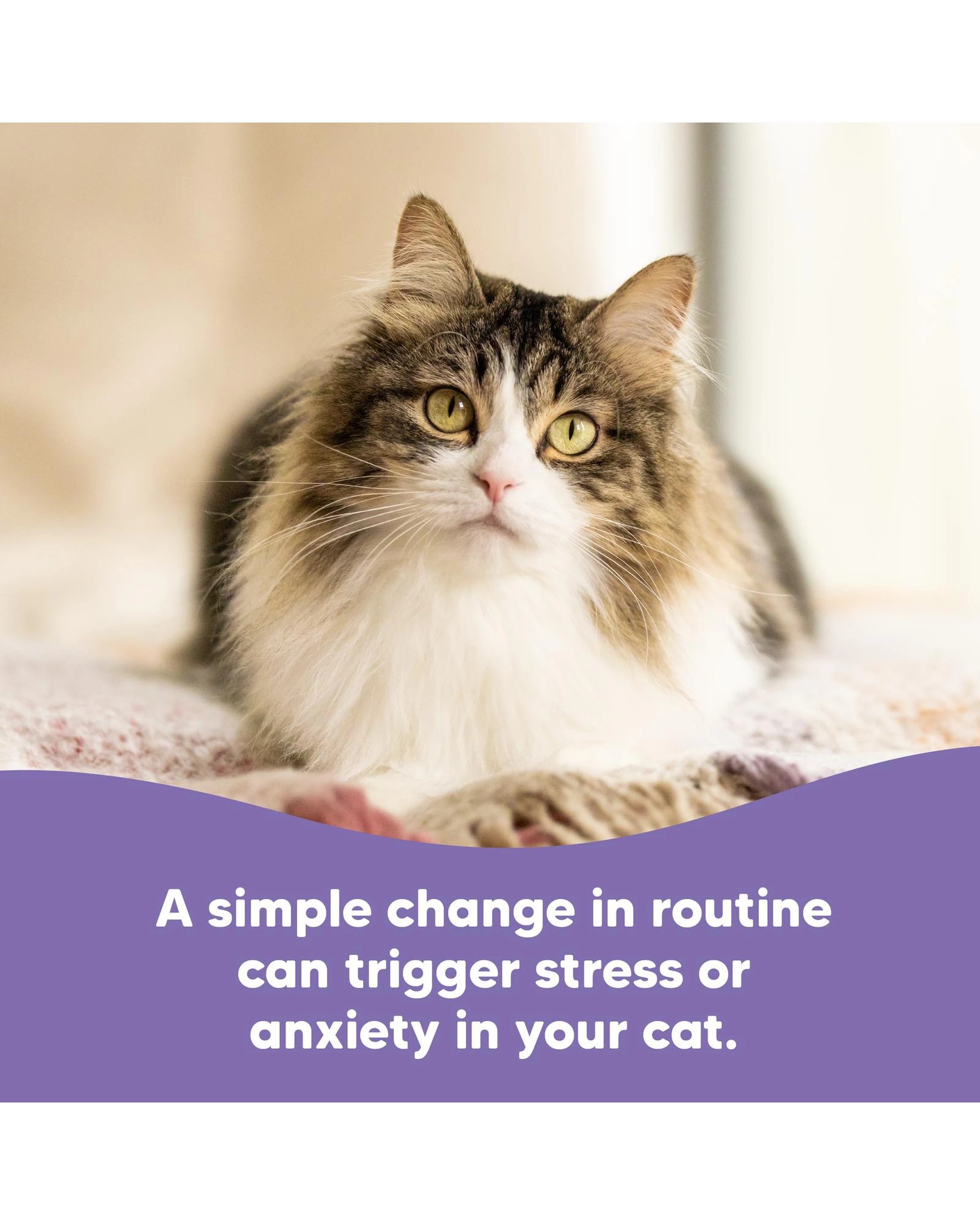 9 Vetafarm Lovebites B-Calm Stress Relief with L-tryptophan for Cats 60 Pack, 9 of 10