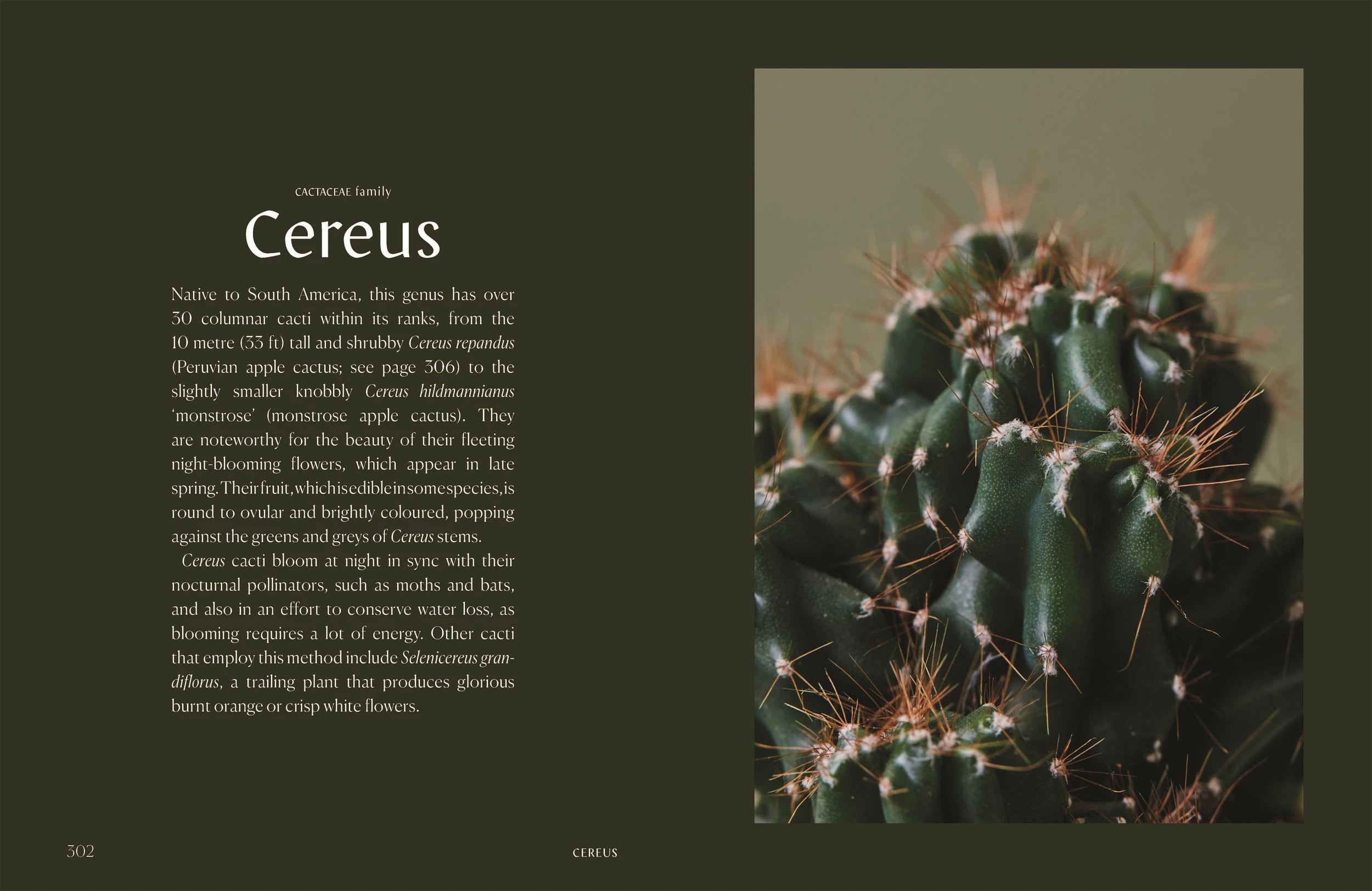 2 Plantopedia: The Definitive Guide to Houseplants by Lauren Camilleri and Sophia Kaplan - Book, 2 of 10