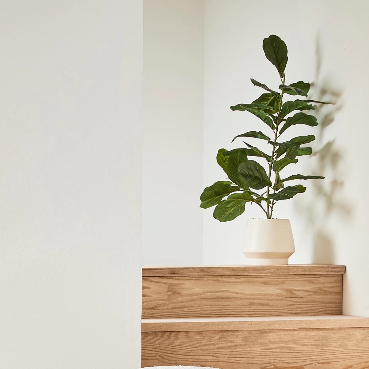 7 Artificial Fiddle Leaf in Pot, 7 of 8