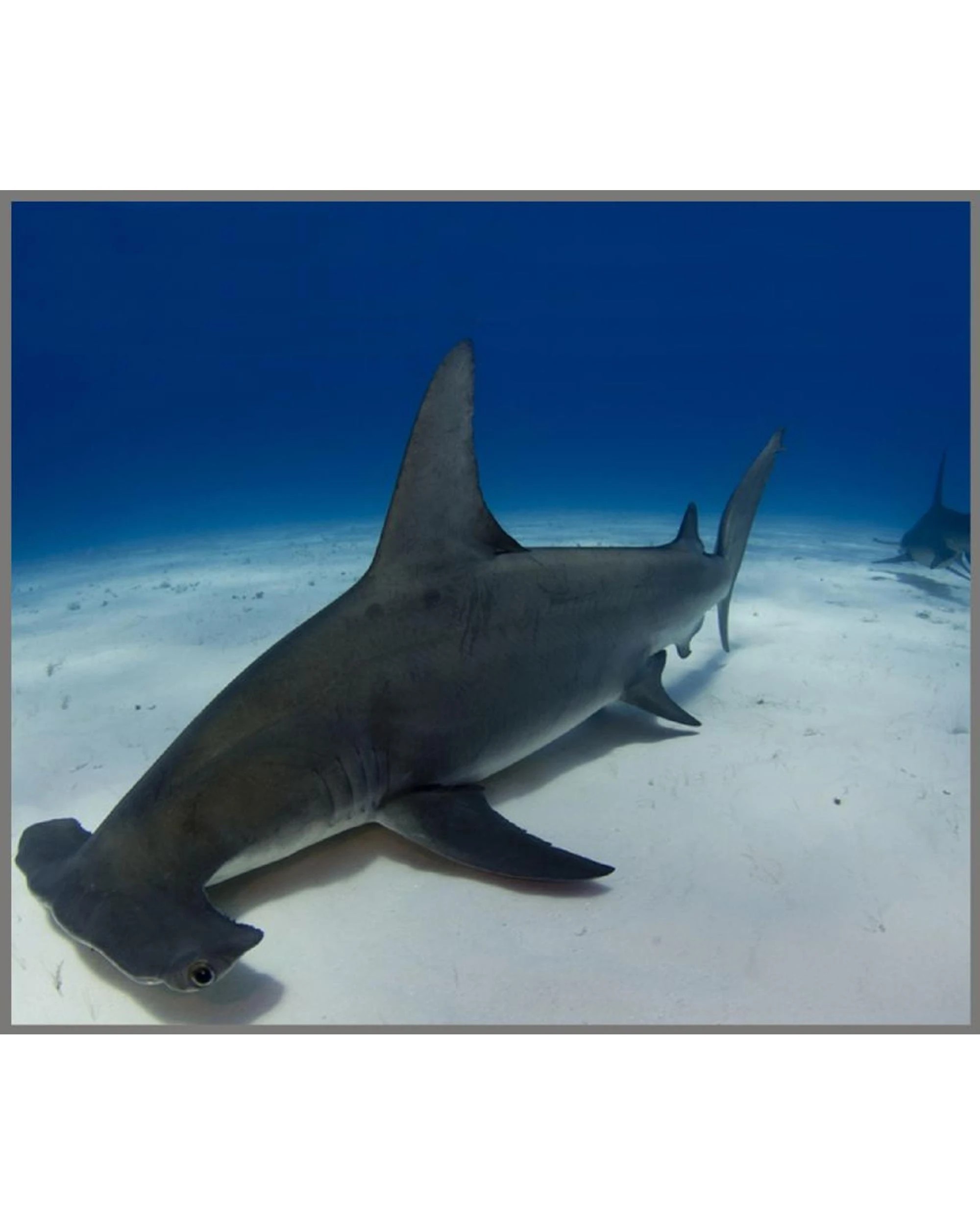 8 Brainstorm Shark Torch and Projector, 8 of 10