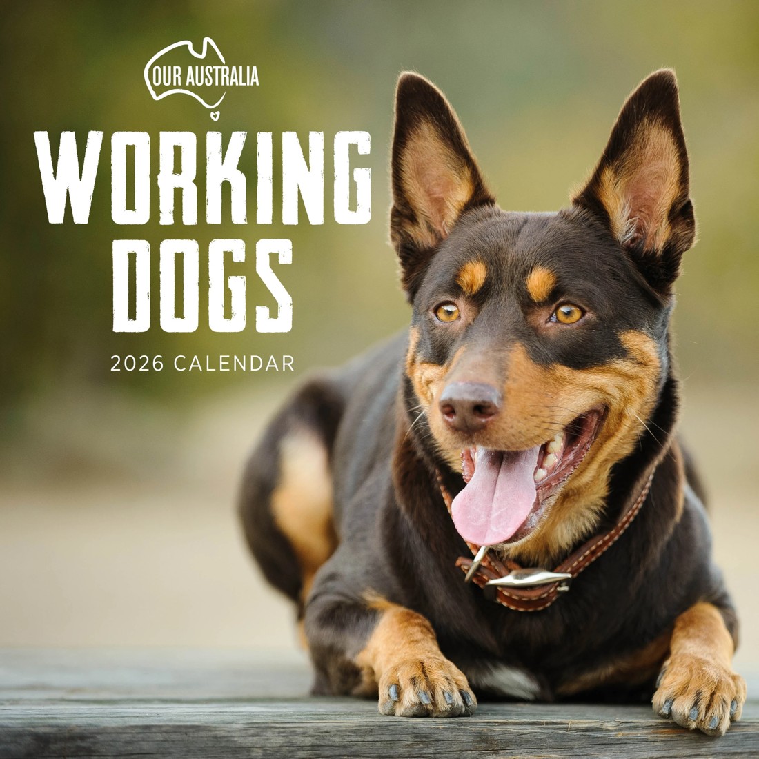 1 Our Australia Working Dogs 2026 Calendar, 1 of 1