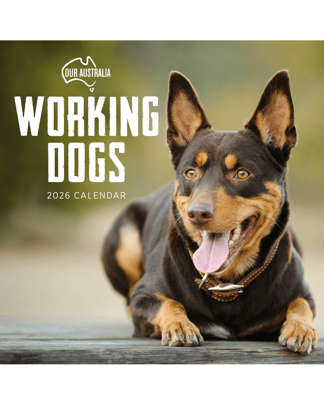 1 Our Australia Working Dogs 2026 Calendar, 1 of 1