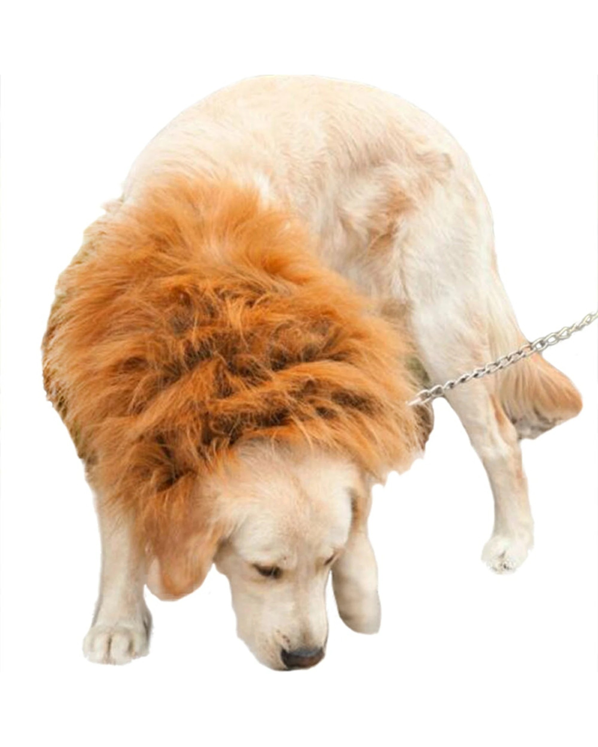 2 Cotton More Large Breed Dog Halloween Party Costume Lion Mane Wig One Size - Black, 2 of 9