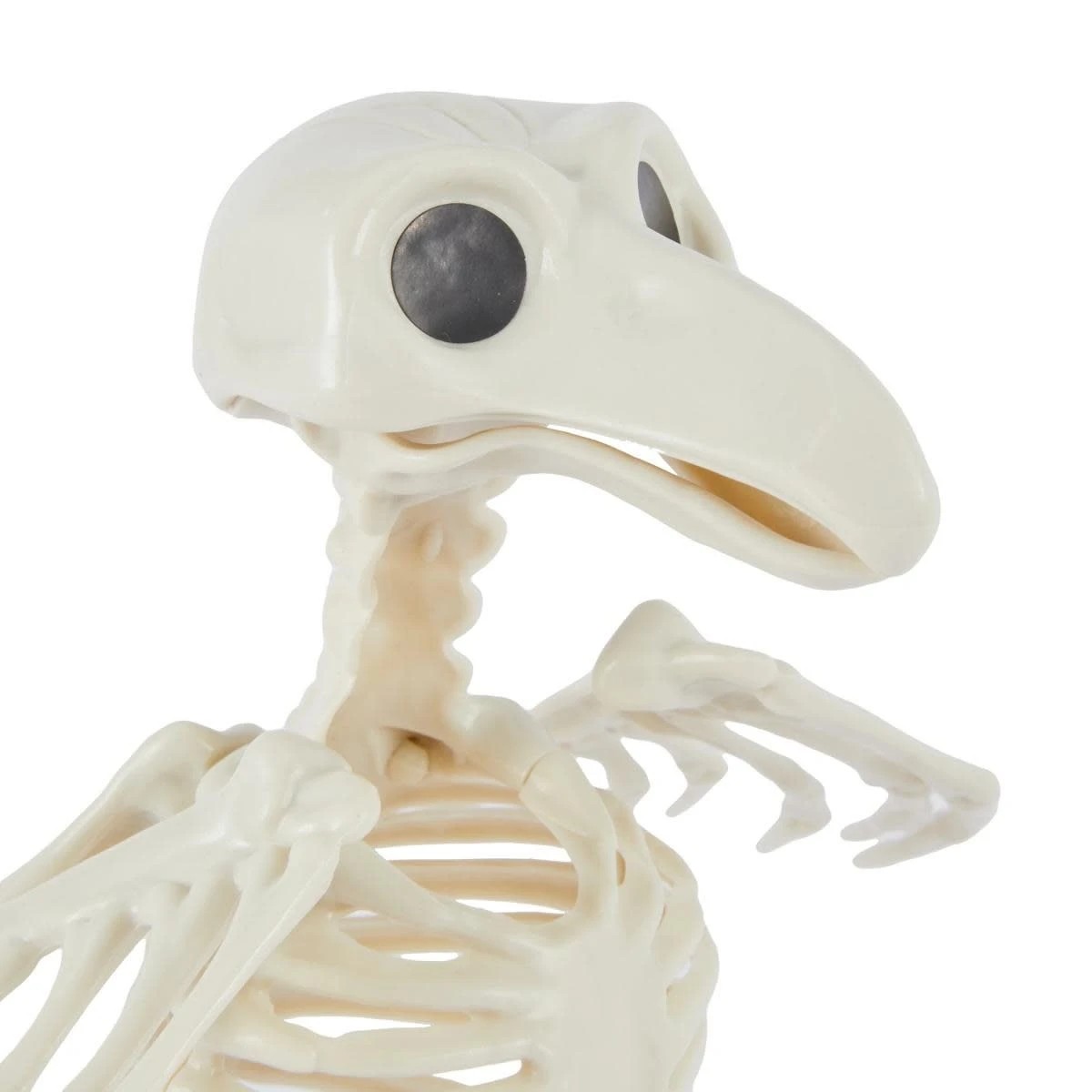 4 Bird Skeleton, 4 of 6