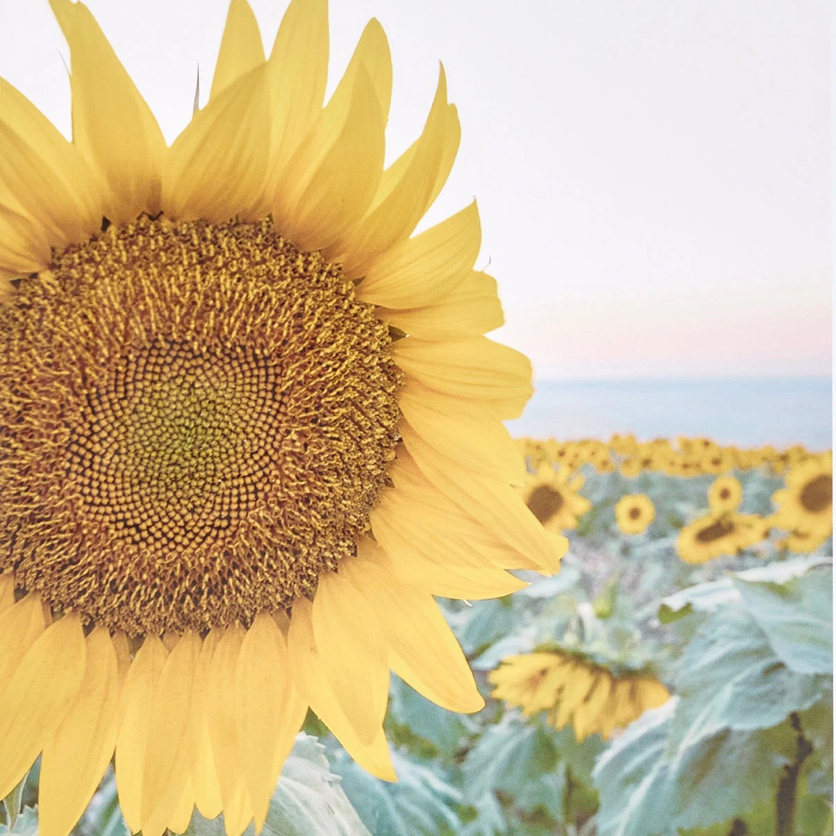 3 Sunflower Framed Print, 3 of 4