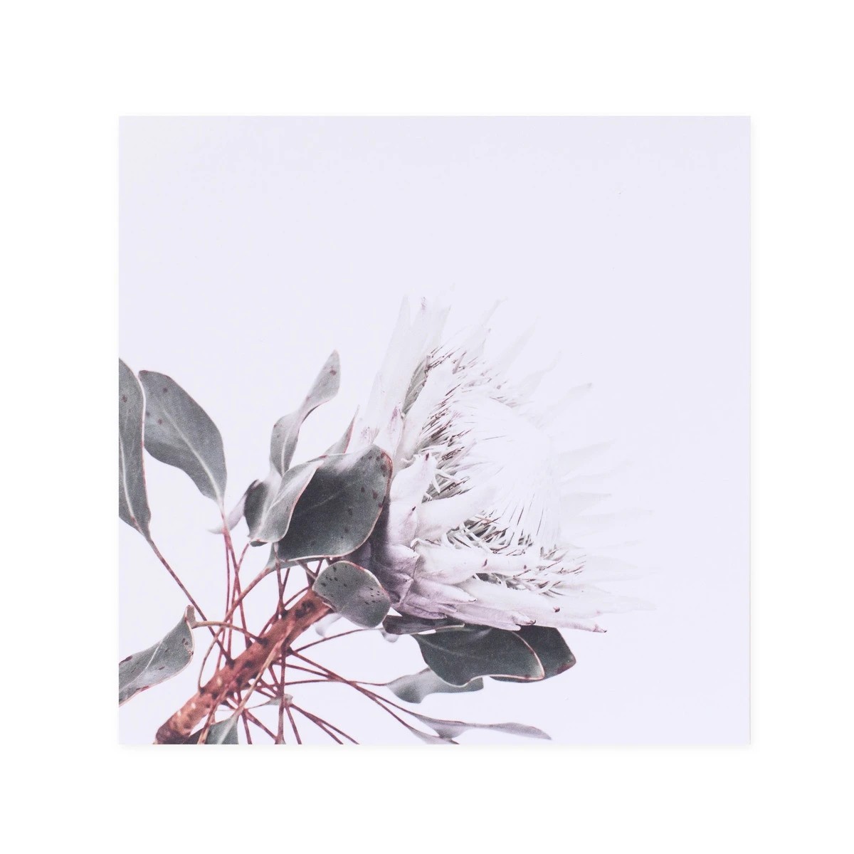 3 Hallmark x Donna Delaney Gallery Blank Greeting Card - King White Protea, 3 of 3