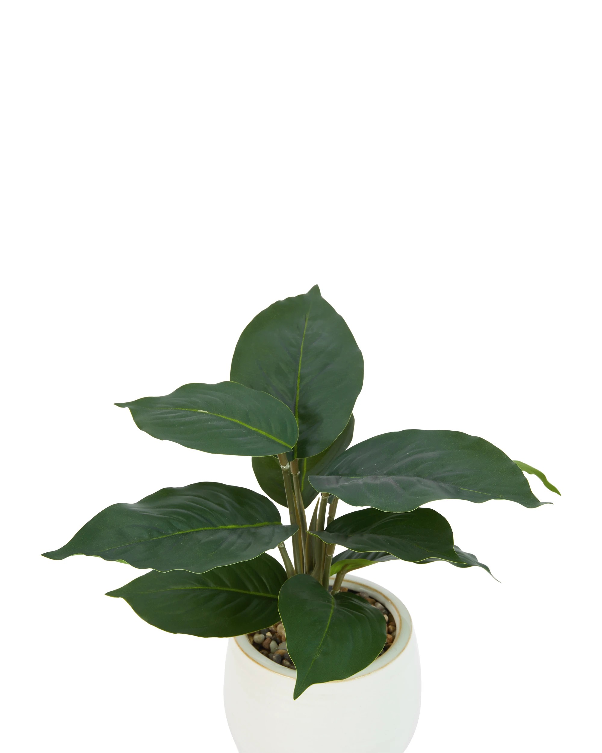 2 Artificial Ctenanthe in Pot, 2 of 3