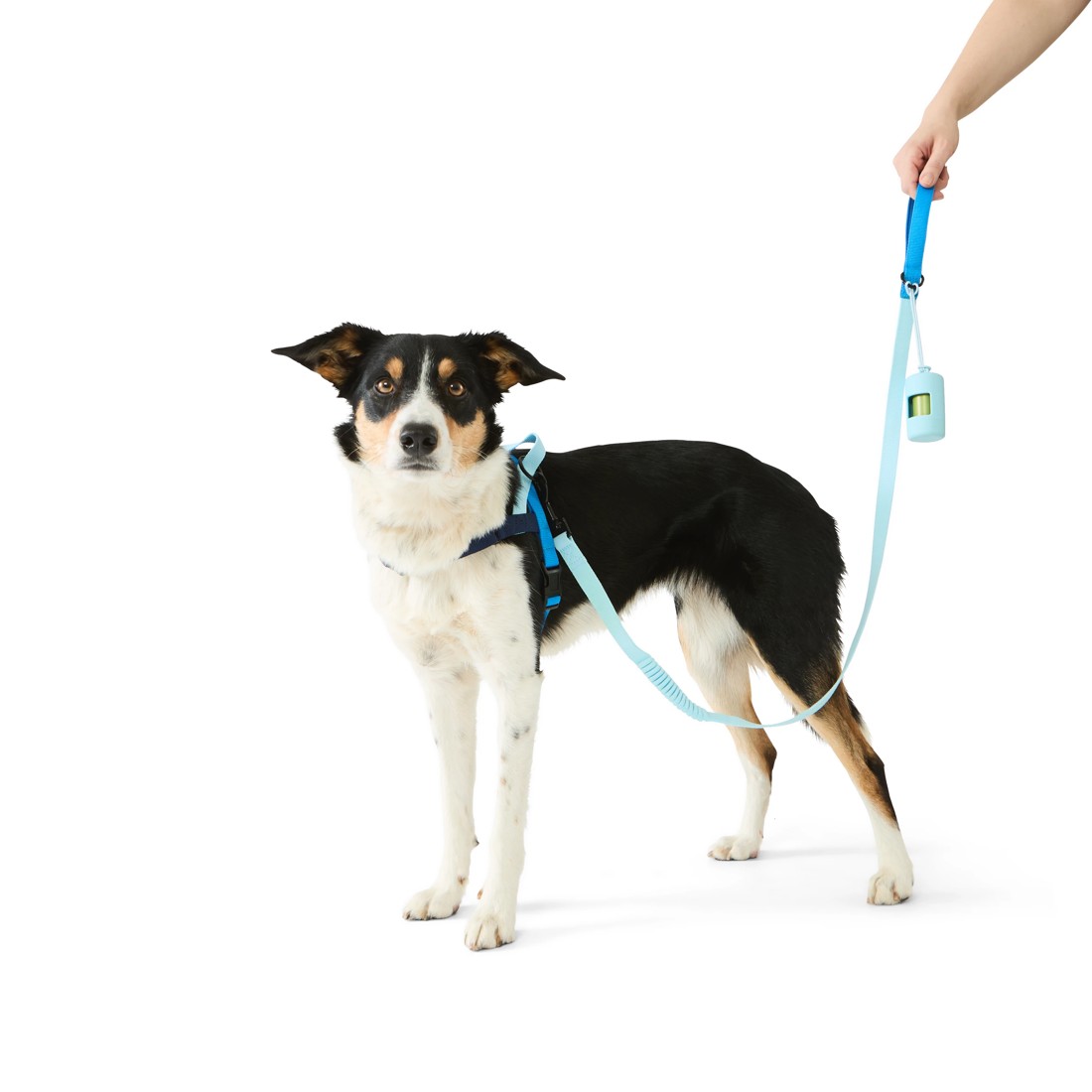 1 Pet Walking Set - Blue, Medium, 1 of 5