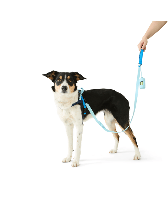 Pet Walking Set - Blue, Medium