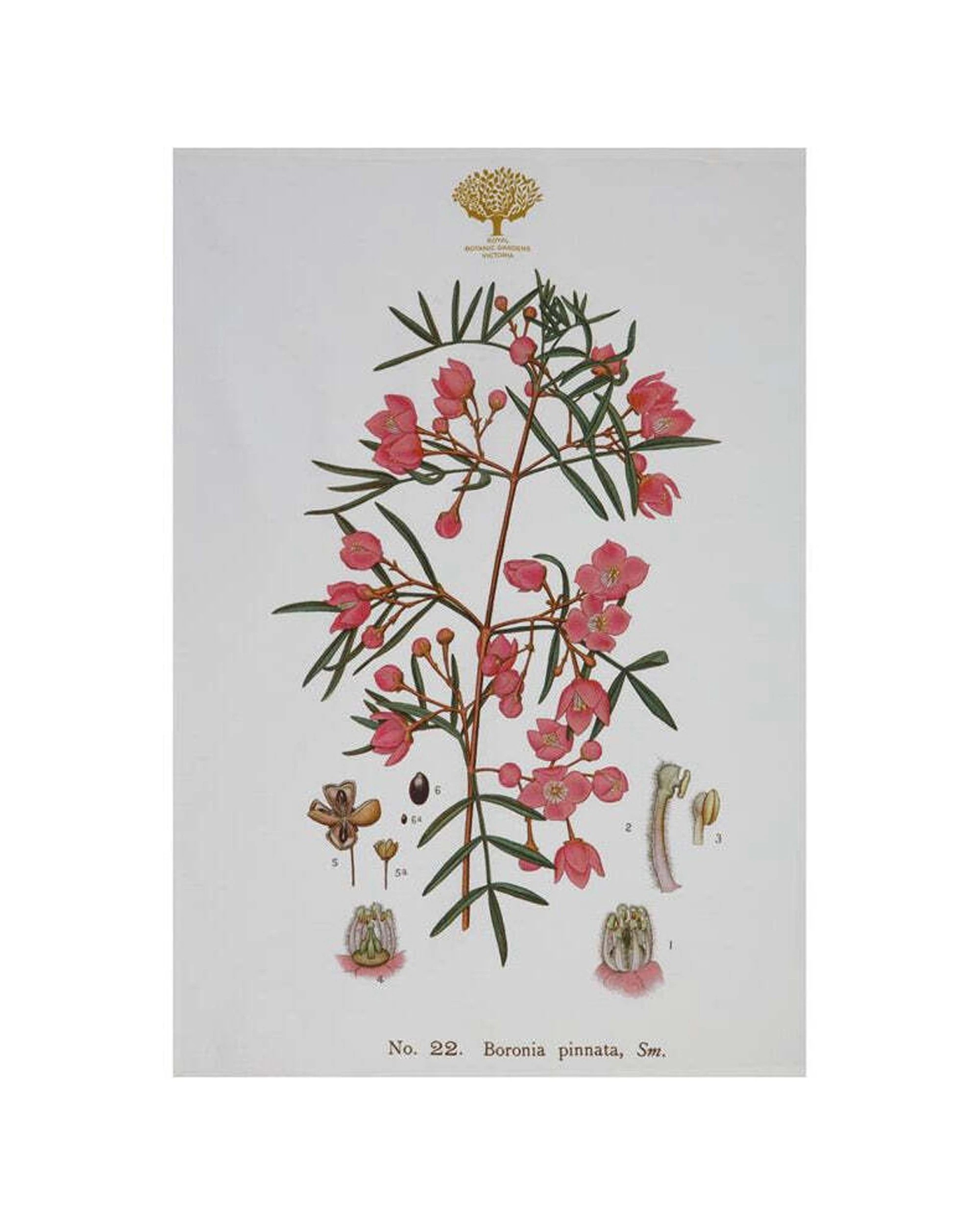 3 Maxwell & Williams Royal Botanic Garden Cotton Tea Towel Boronia Kitchen Linen
 - Multi, 3 of 3