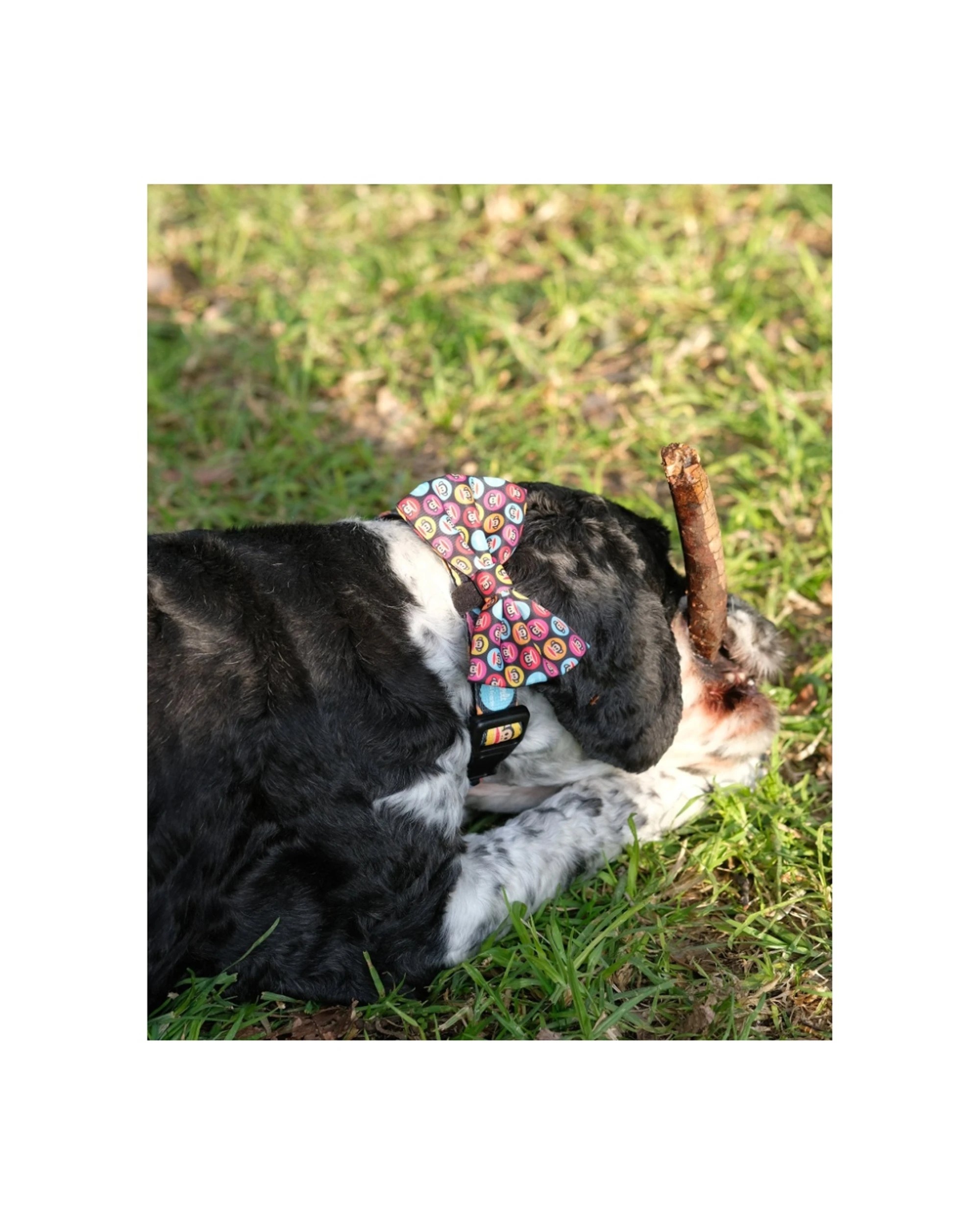 2 Verb. X Paul Frank 100 Percent Polyester Pet Bow Tie Accessory Medium, 2 of 5