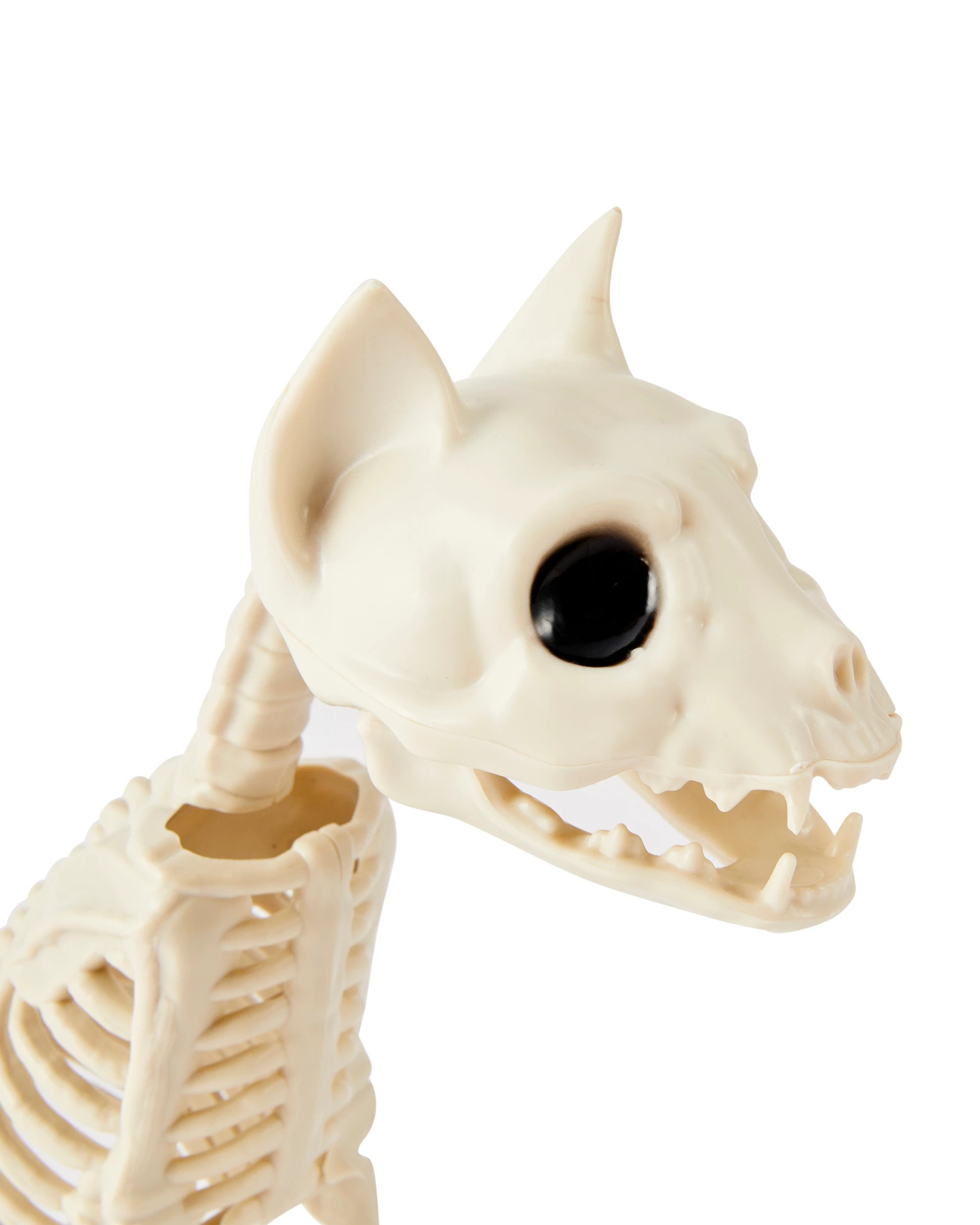 4 Animal Skeleton, 4 of 6