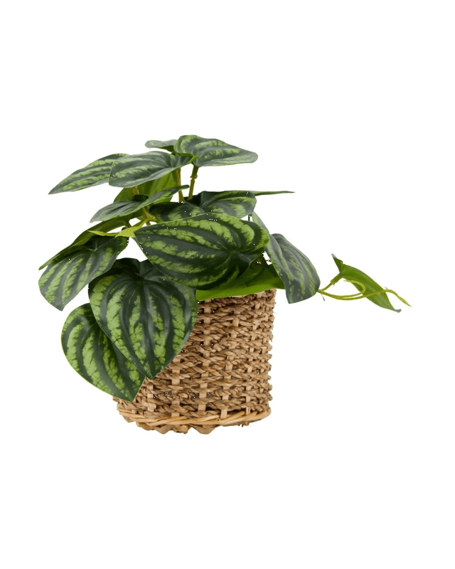 Artificial Stripe Leaf Plant in Ba