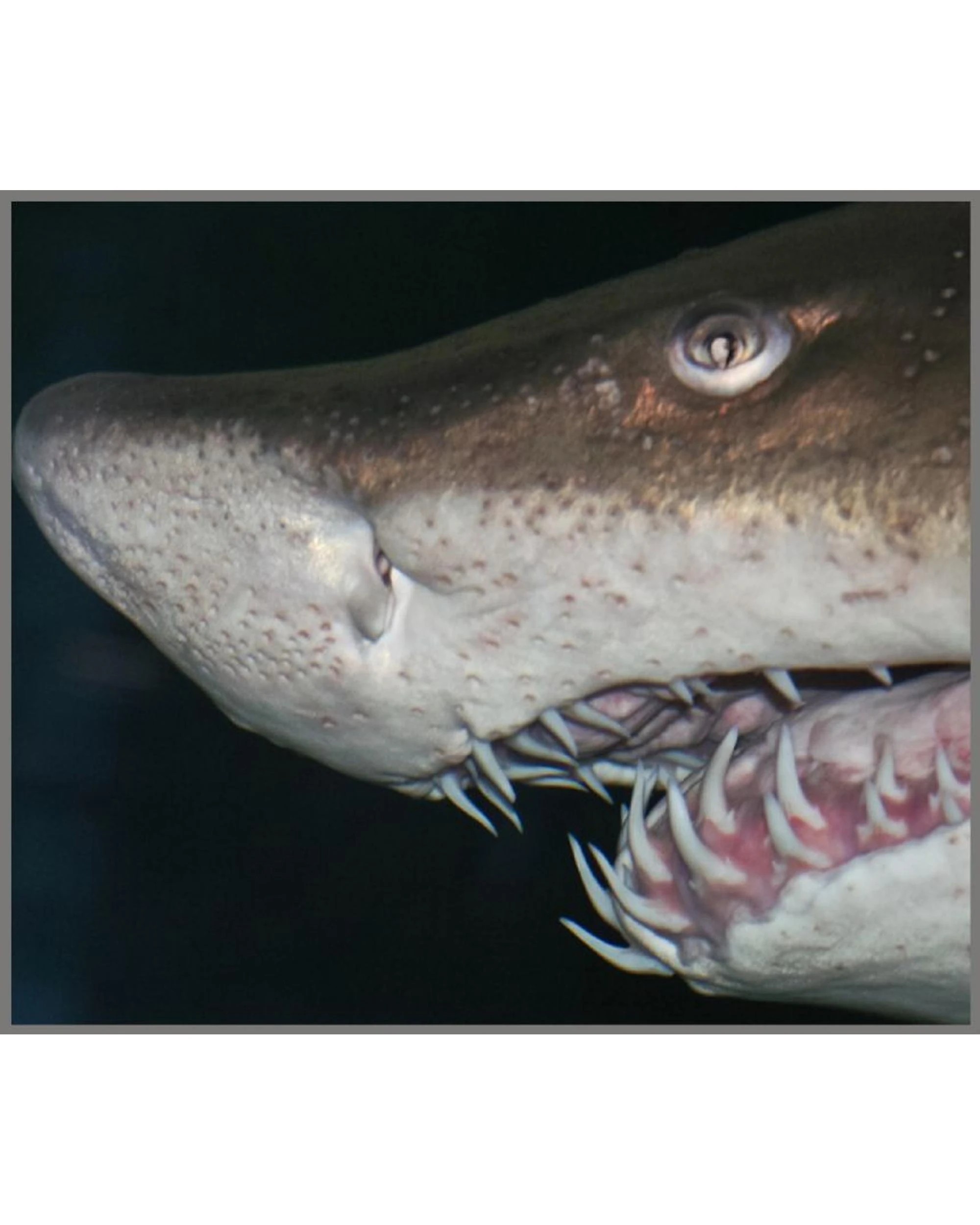 10 Brainstorm Shark Torch and Projector, 10 of 10