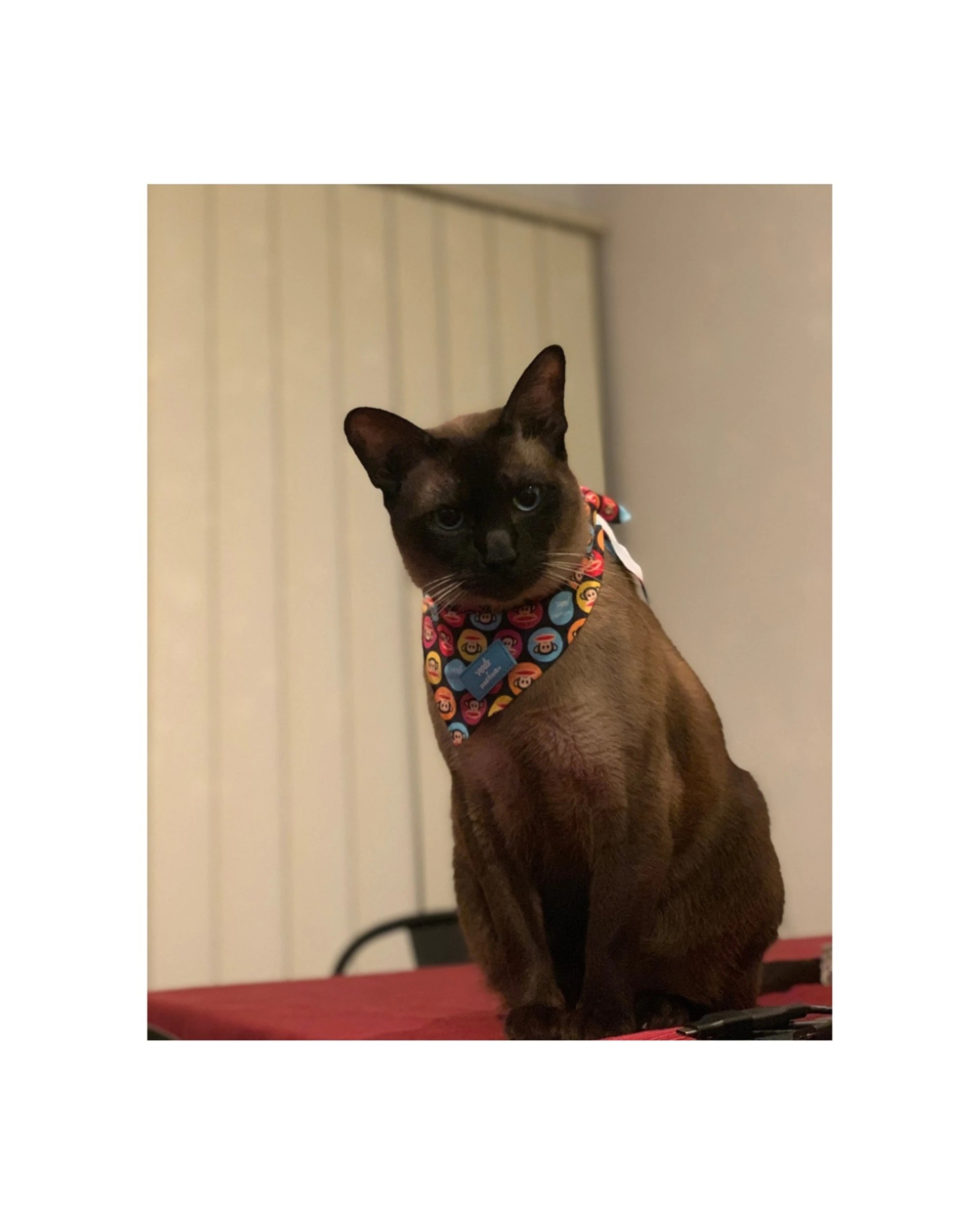 4 Verb. X Paul Frank 100 Percent Polyester Pet Bandana Accessory Medium, 4 of 5
