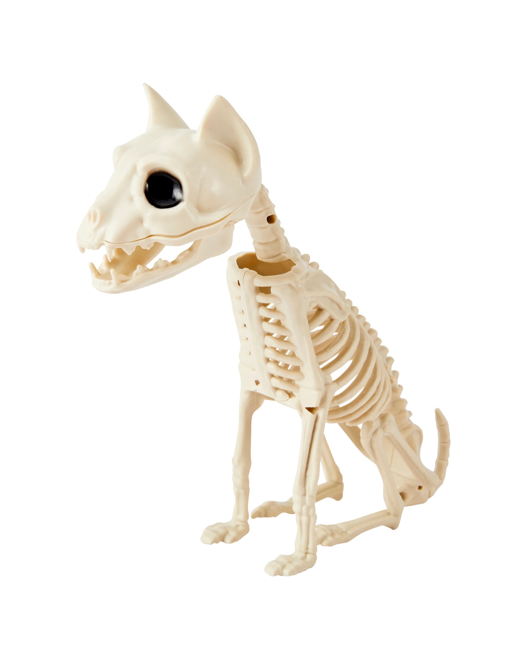 1 Animal Skeleton, 1 of 6