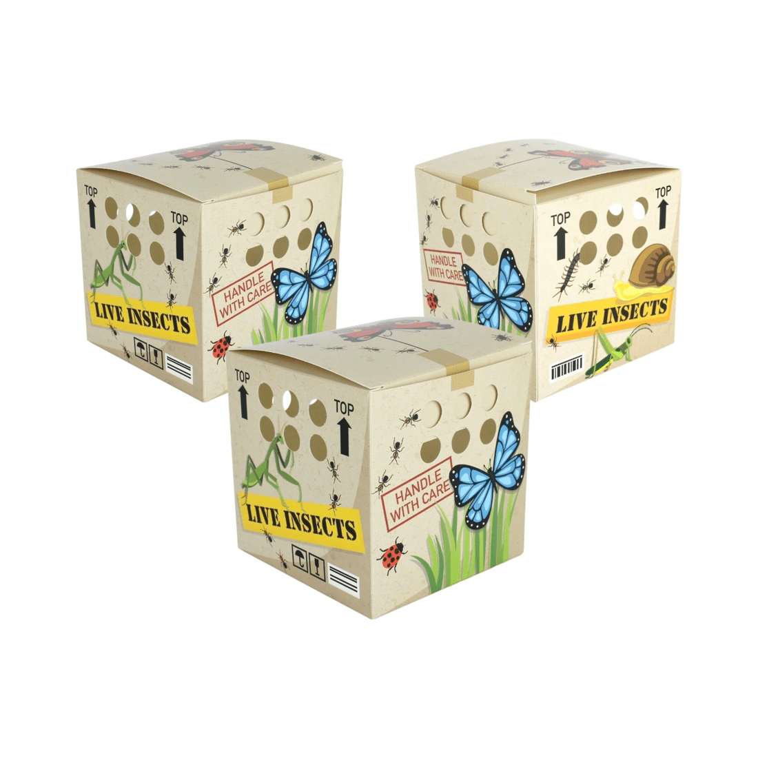 1 Fun Express Backyard Adventures Lolly/Treat Boxes Pack of 12, 1 of 2