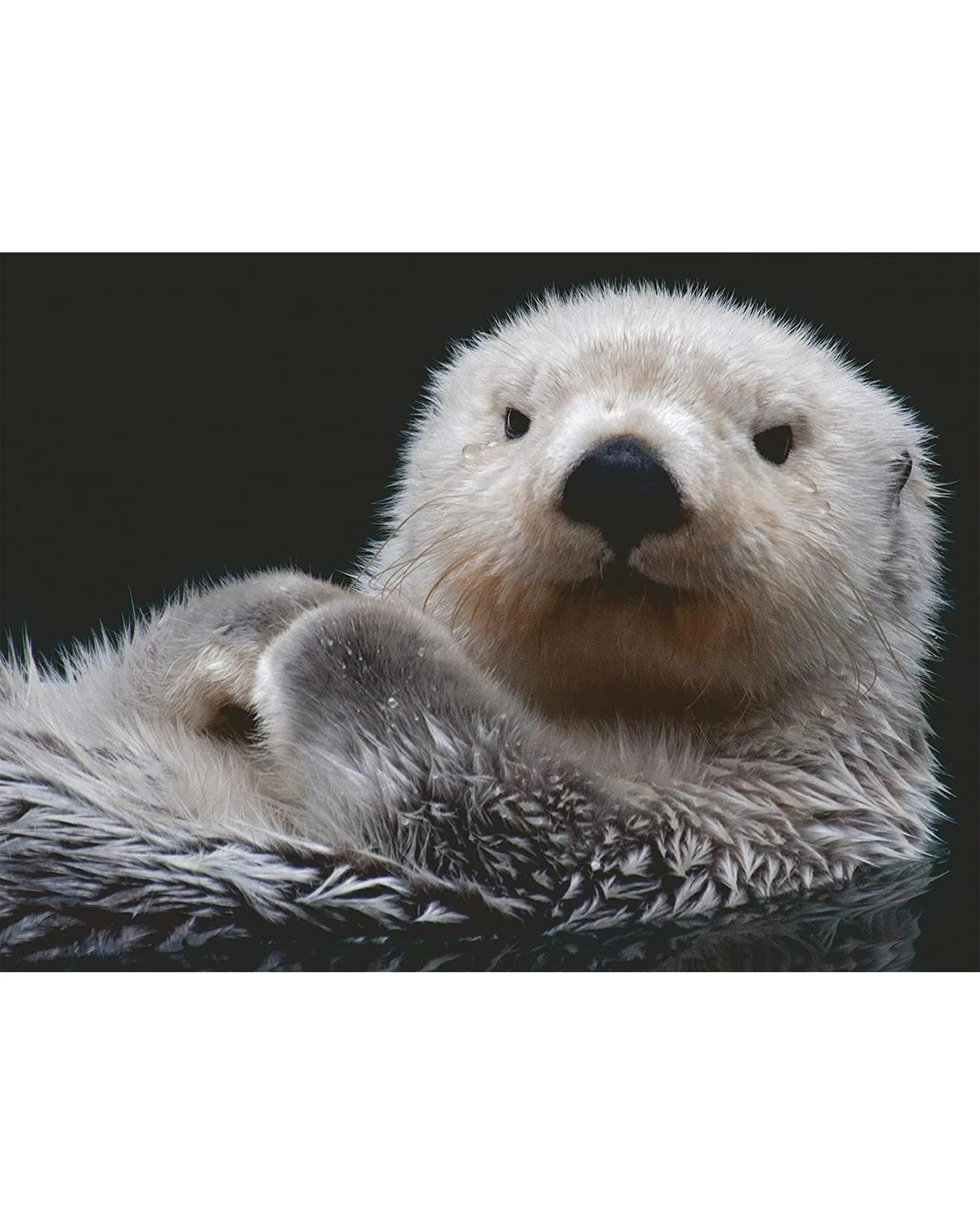 2 Ravensburger Adorable Little Otter 500 Piece Puzzle, 2 of 2