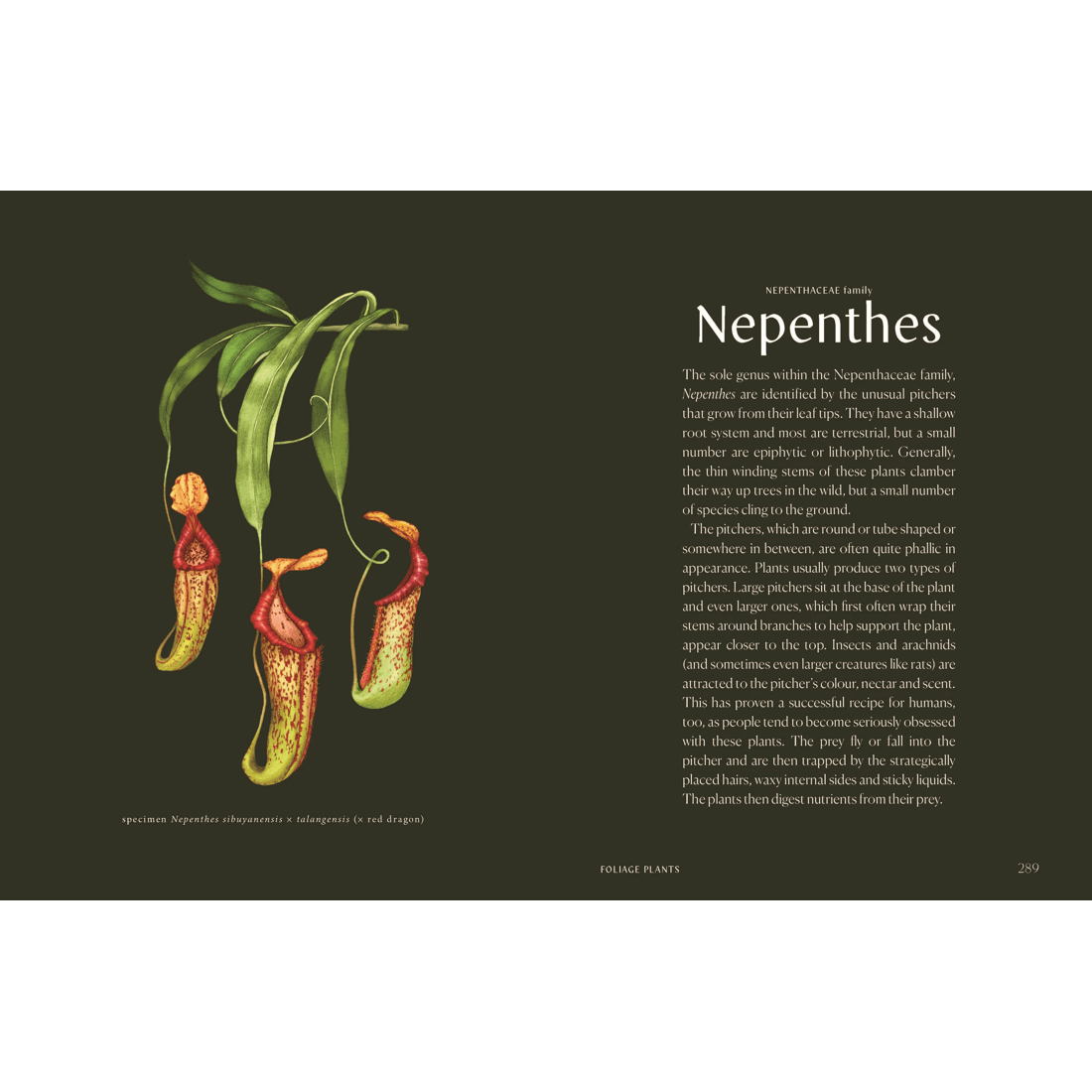 9 Plantopedia: The Definitive Guide to Houseplants by Lauren Camilleri and Sophia Kaplan - Book, 9 of 10