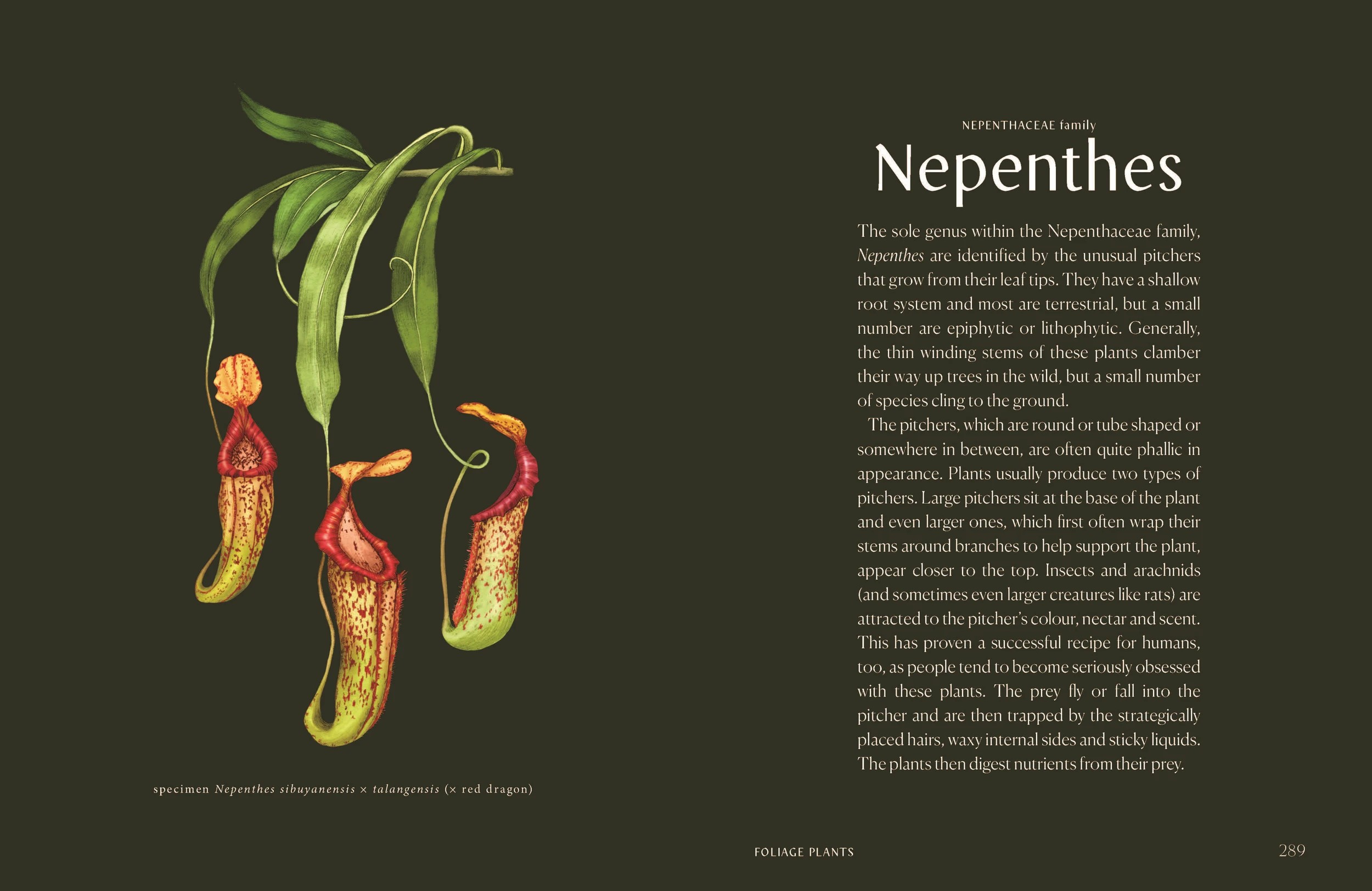 9 Plantopedia: The Definitive Guide to Houseplants by Lauren Camilleri and Sophia Kaplan - Book, 9 of 10