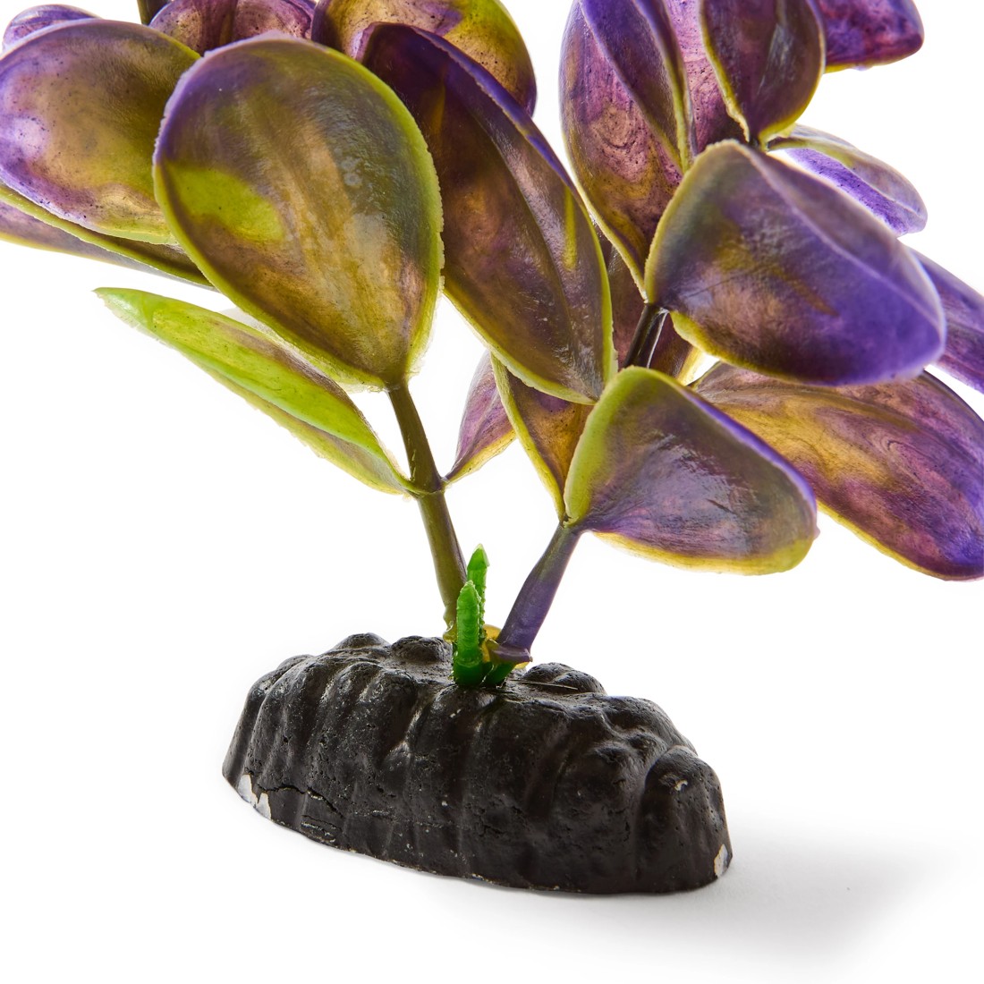 4 Aquarium Natural Plants 4 Pack - Large, 4 of 10