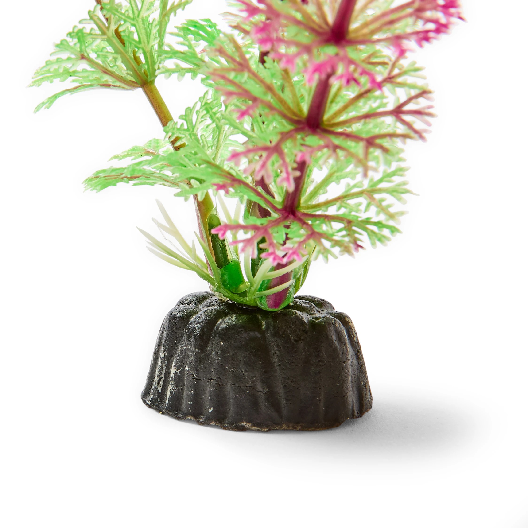 3 Aquarium Natural Plants 6 Pack - Small, 3 of 10