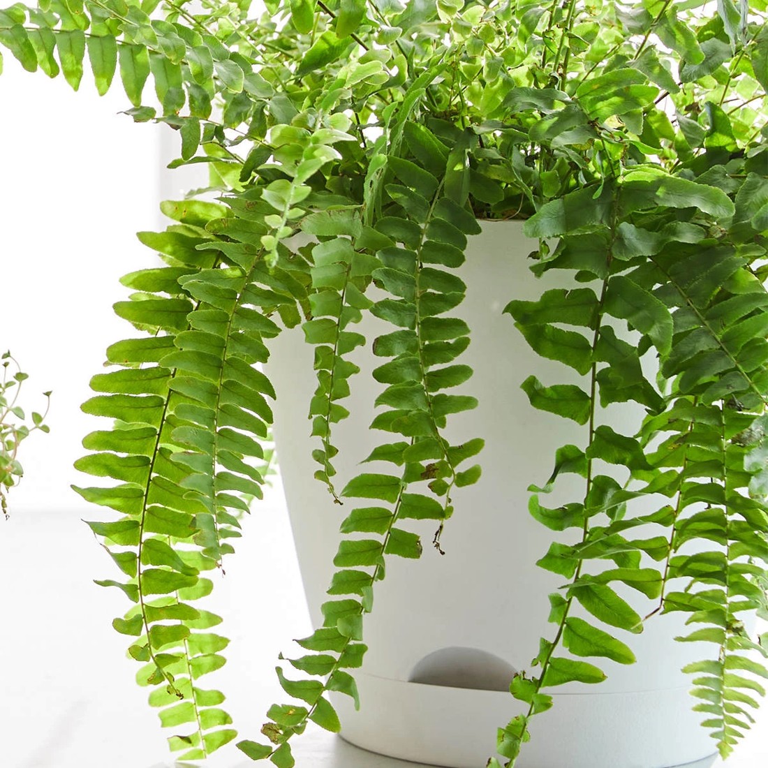 3 25cm Plastic Pot - White, 3 of 3