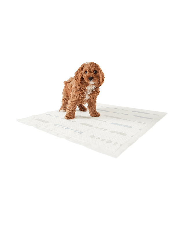 20 Pack Scented Puppy 