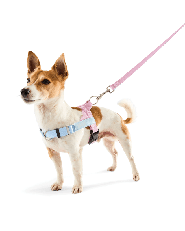 Pink Custom Harness Walking Set - S