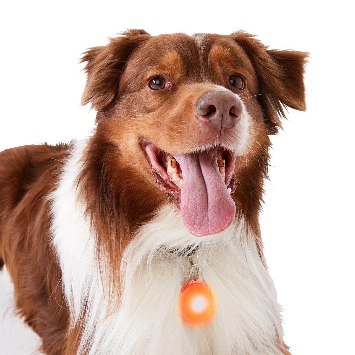 1 Pet LED Safety Pendant, 1 of 10