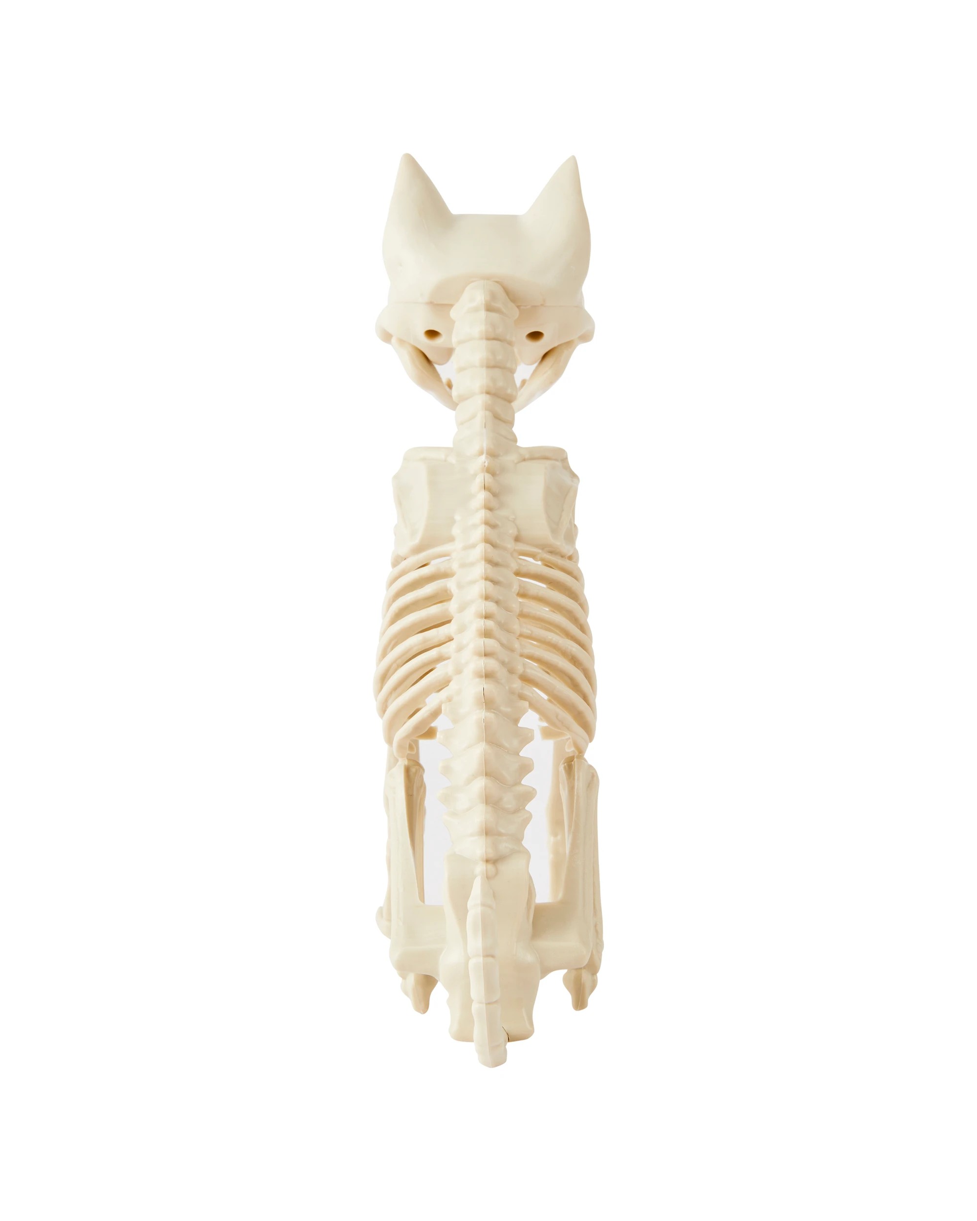 3 Animal Skeleton, 3 of 6
