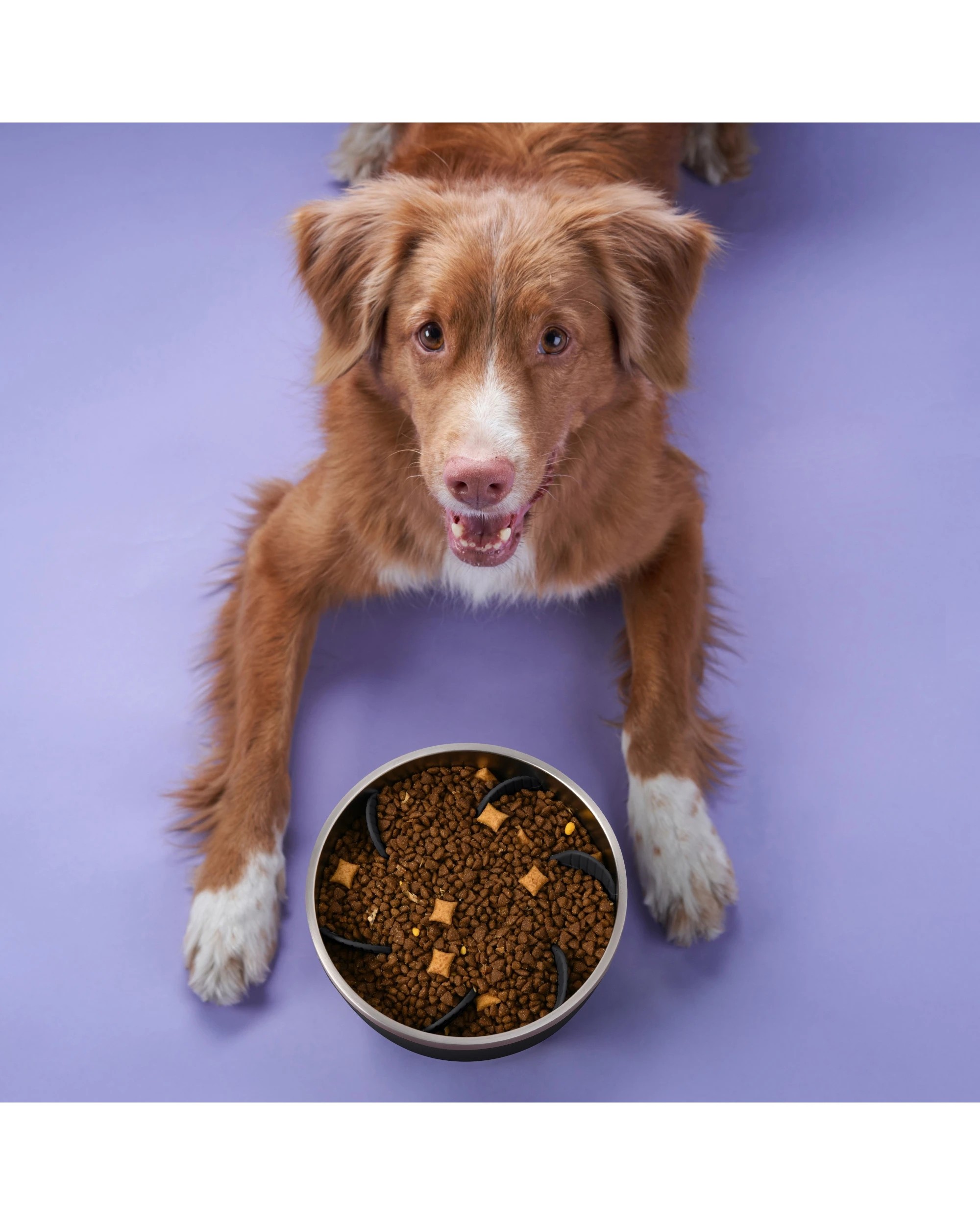 2 Charlie's Duro Double Wall Insulated Stainless Steel Dog Bowl with Removable Slow Feeder Attachment Large 1.89L - Black, 2 of 7