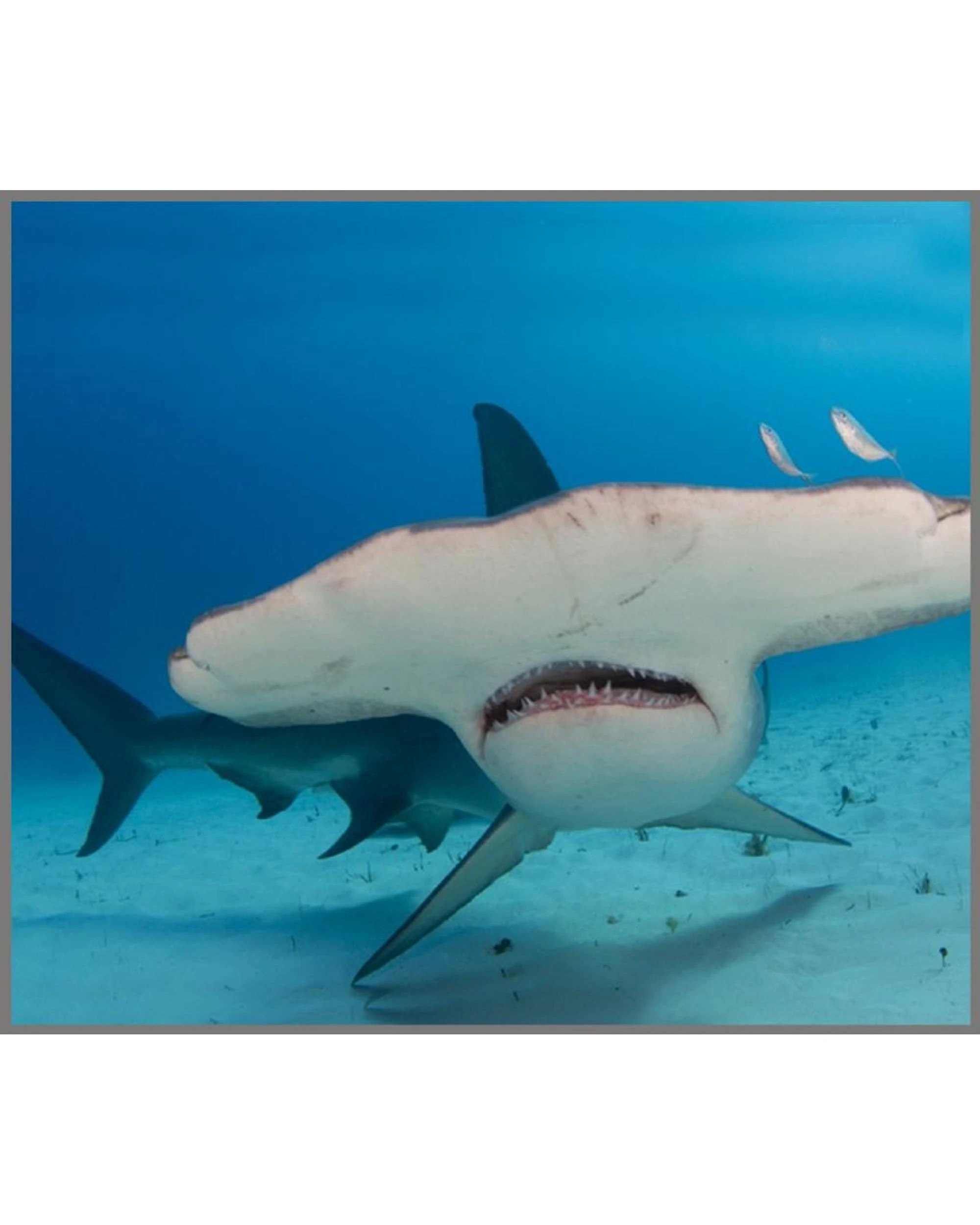 5 Brainstorm Shark Torch and Projector, 5 of 10