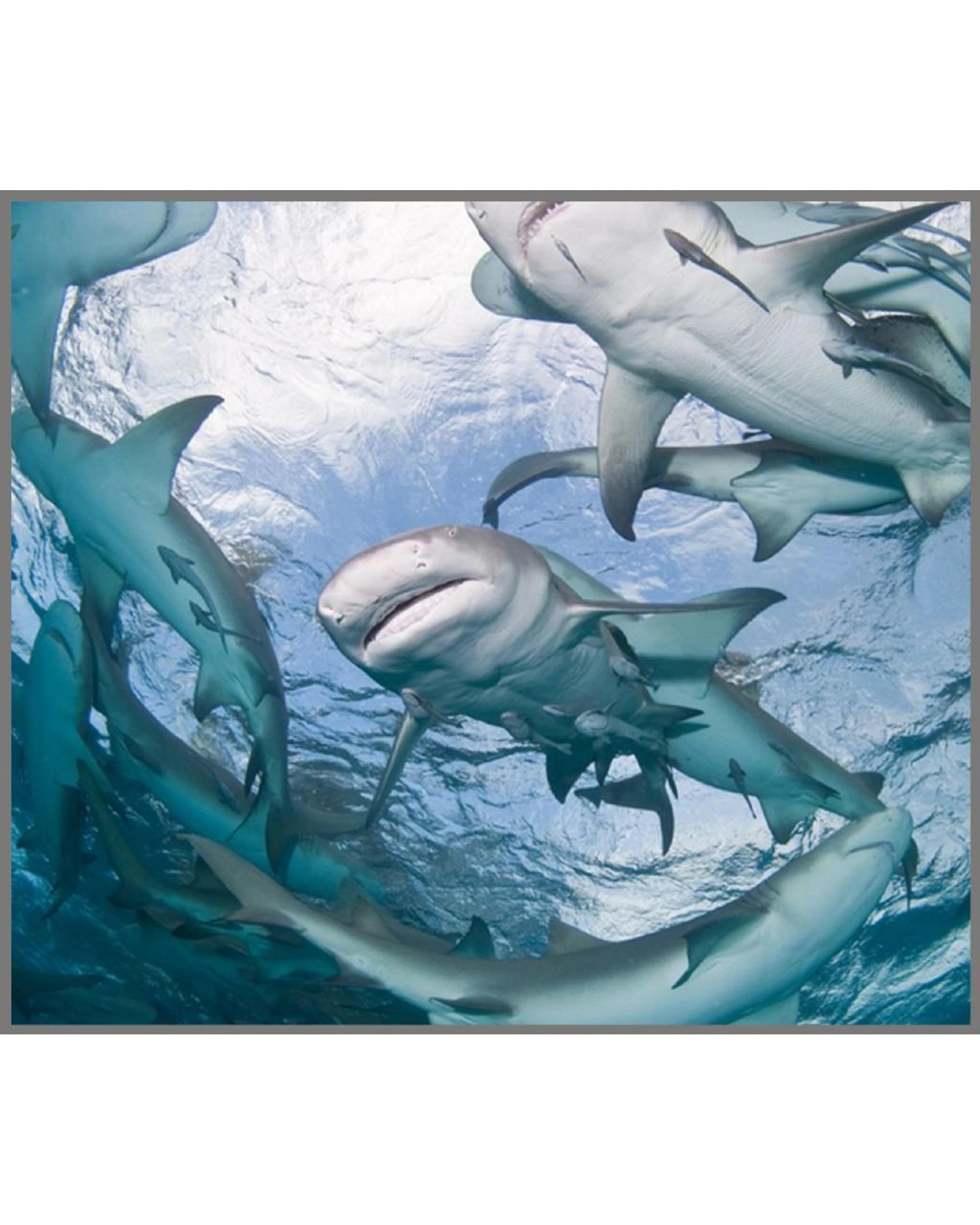 9 Brainstorm Shark Torch and Projector, 9 of 10