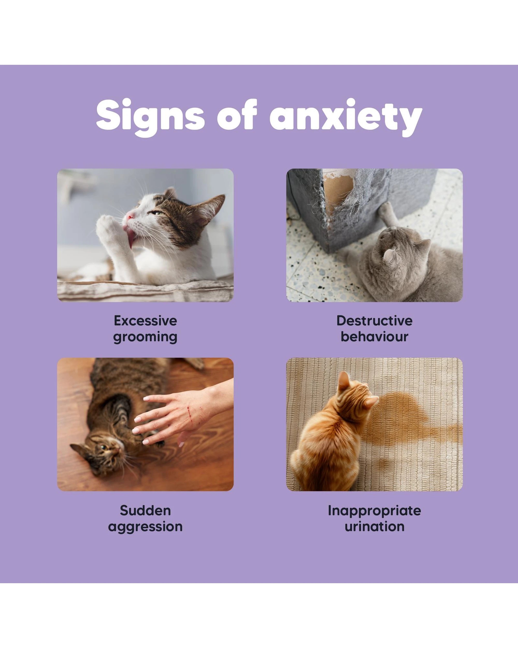 6 Vetafarm Lovebites B-Calm Stress Relief with L-tryptophan for Cats 60 Pack, 6 of 10