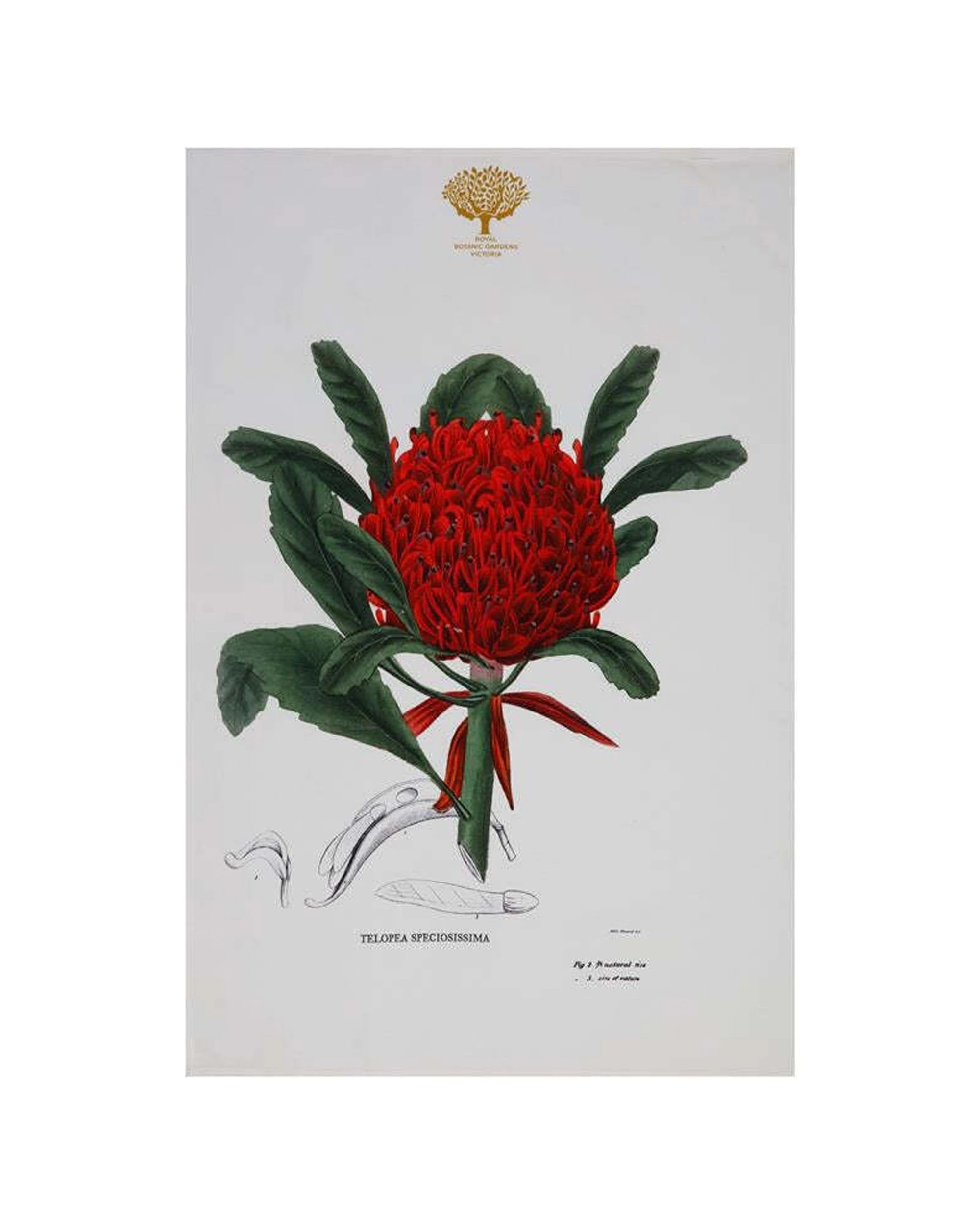 1 MAXWELL & WILLIAMS Royal Botanic Garden Cotton Tea Towel Telopea - Multi, 1 of 1