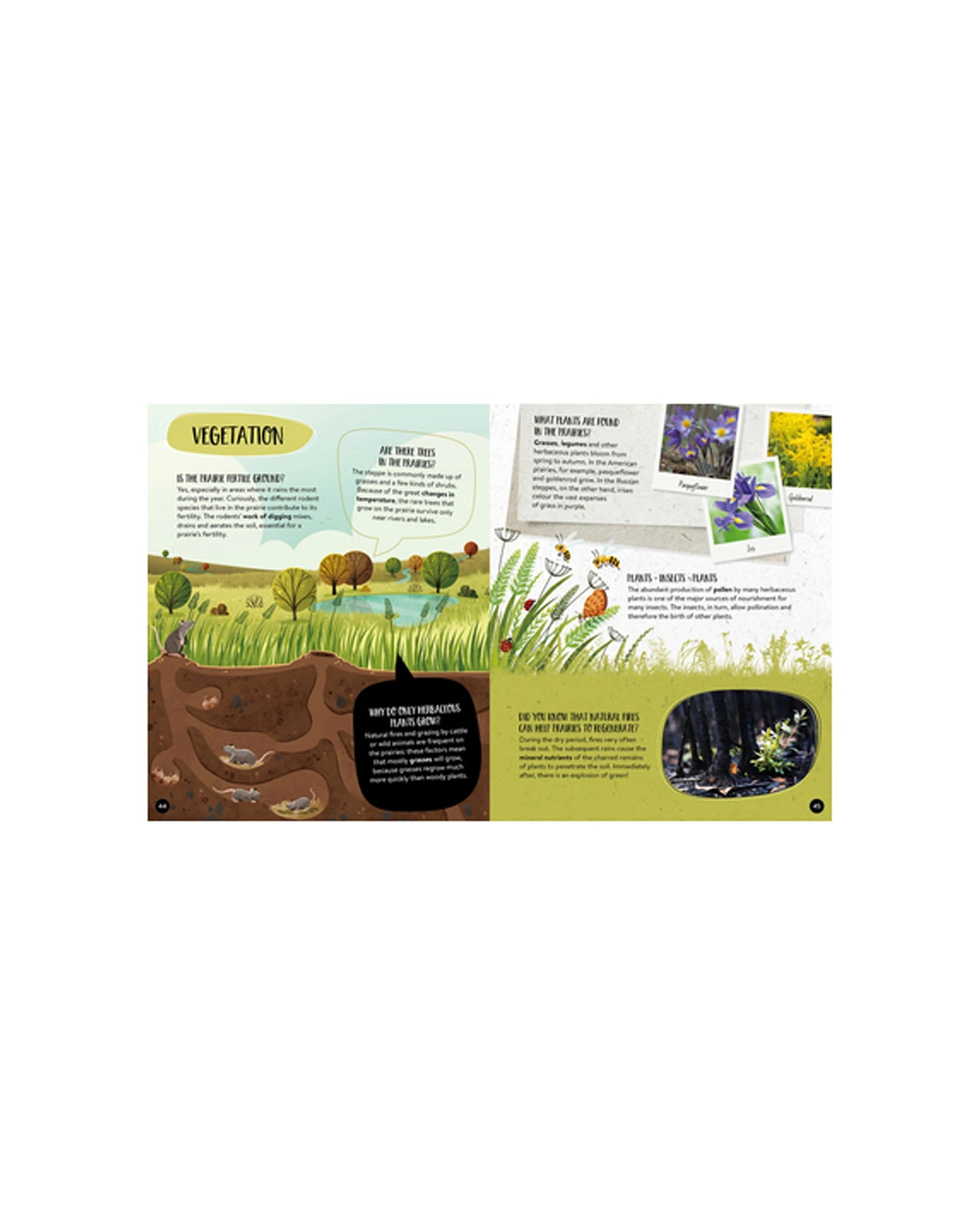 3 Sassi Book & Poster Kids Children What How & Why Earth - Multi, 3 of 3