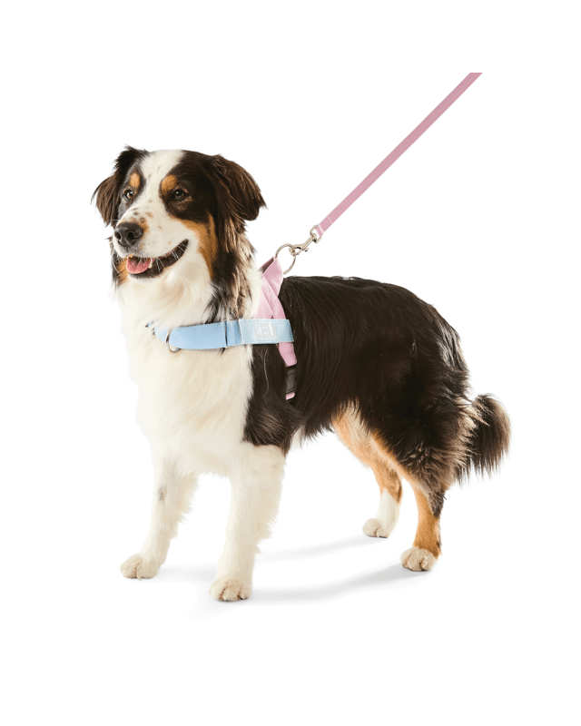 Pink Custom Harness Walking Set - L