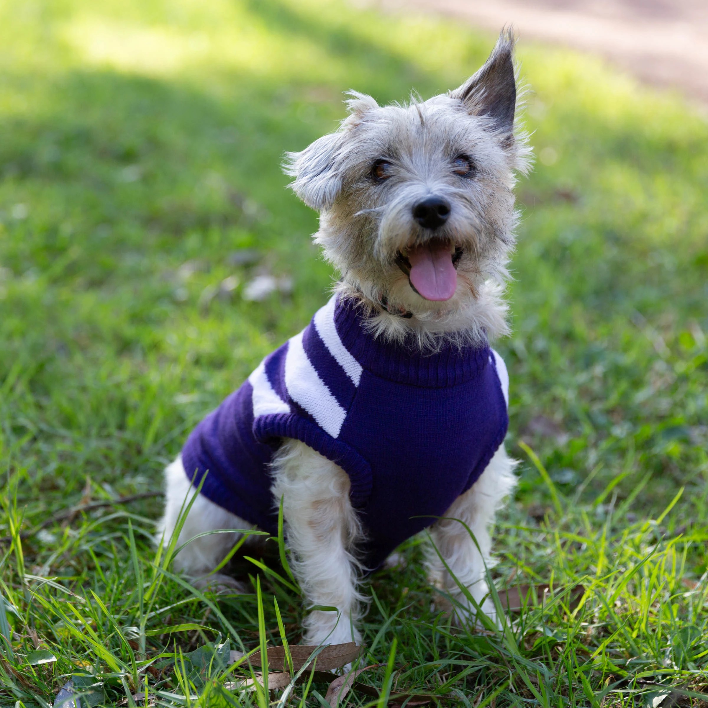 1 AFL Fremantle Dockers Pet Jumper - Medium, 1 of 4