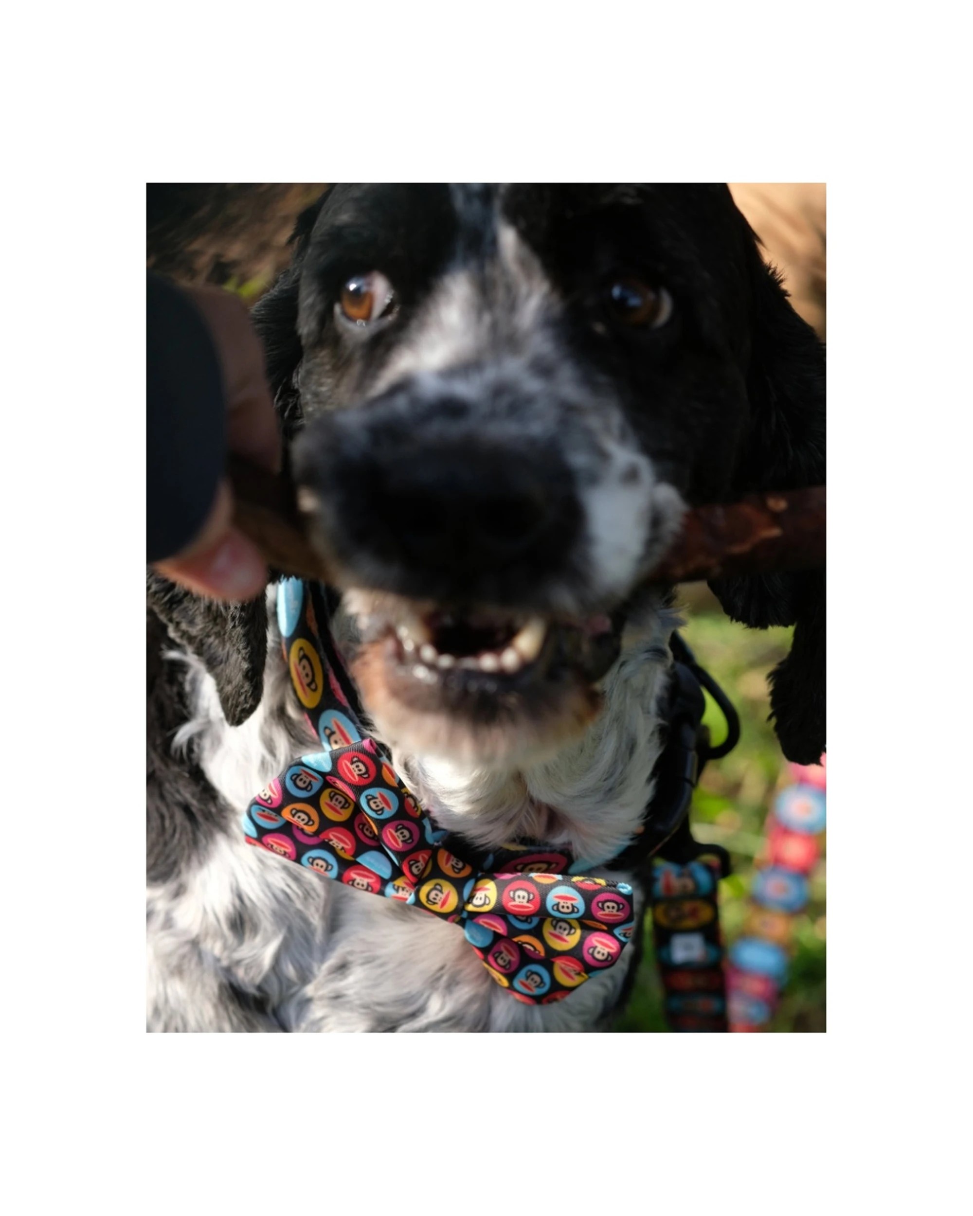 3 Verb. X Paul Frank 100 Percent Polyester Pet Bow Tie Accessory Large, 3 of 5