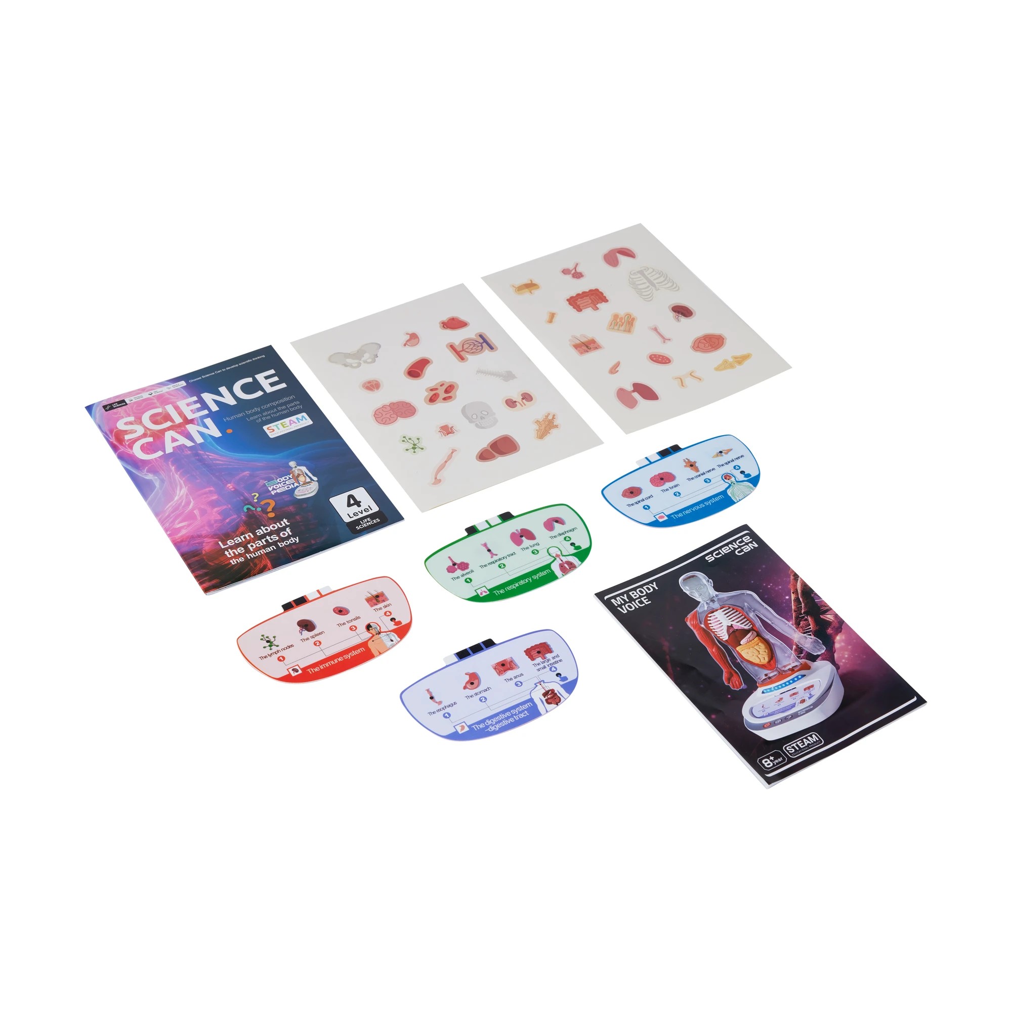 7 Interactive Human Body Model, 7 of 10