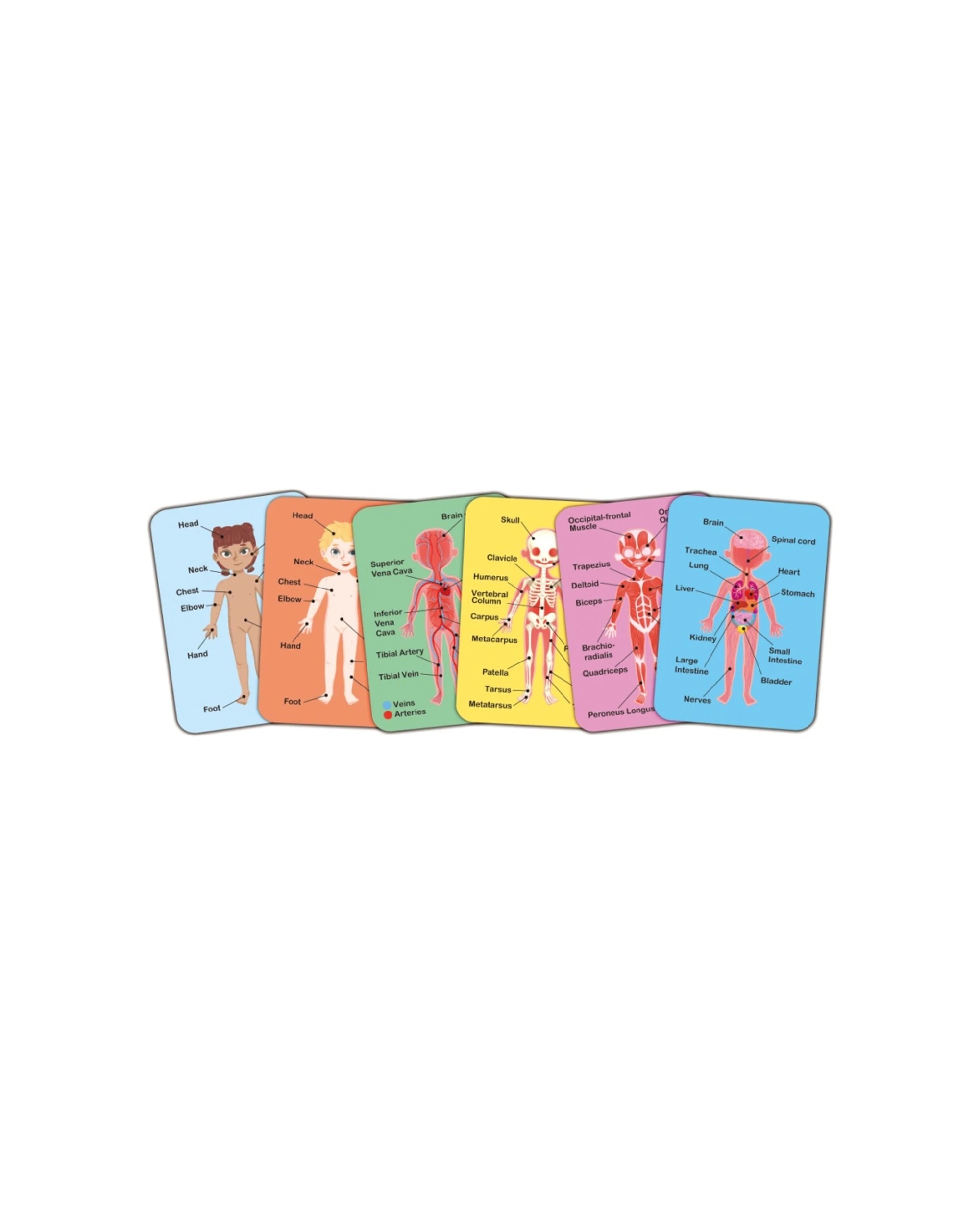 4 Hape Human Body Magnetic Puzzle Anatomy Learning Set Educational Kids - Multi, 4 of 5