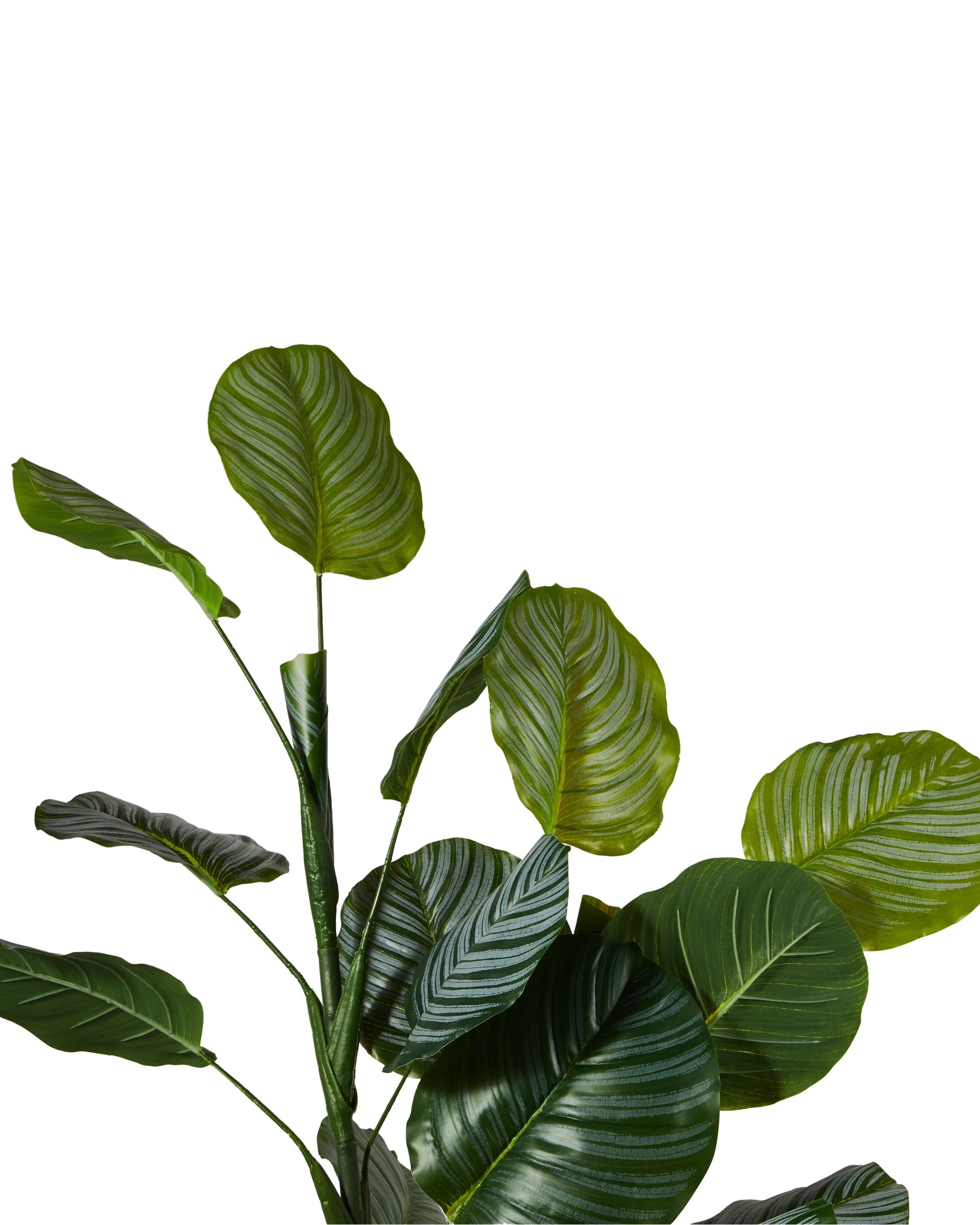2 Artificial Calathea Plant in Pot, 2 of 3