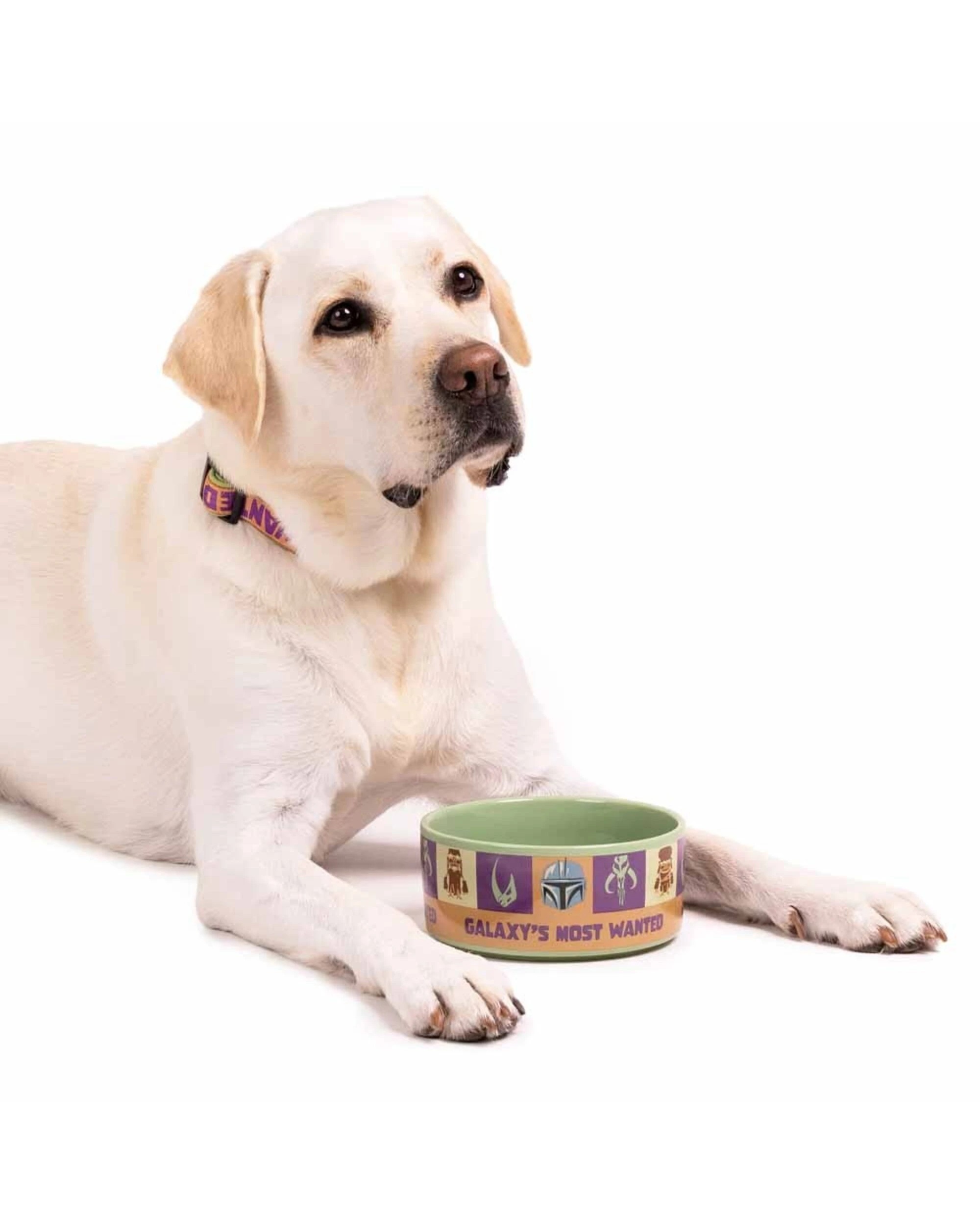 3 Star Wars - The Mandalorian - Galaxy's Most Wanted Ceramic Pet Bowl - Green, 3 of 4