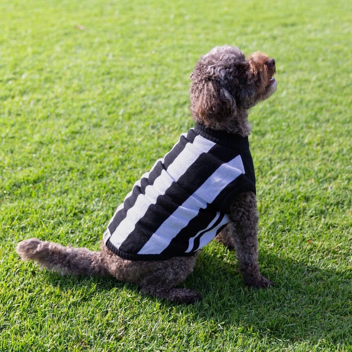 1 AFL Collingwood Magpies Pet Jumper - Medium, 1 of 4