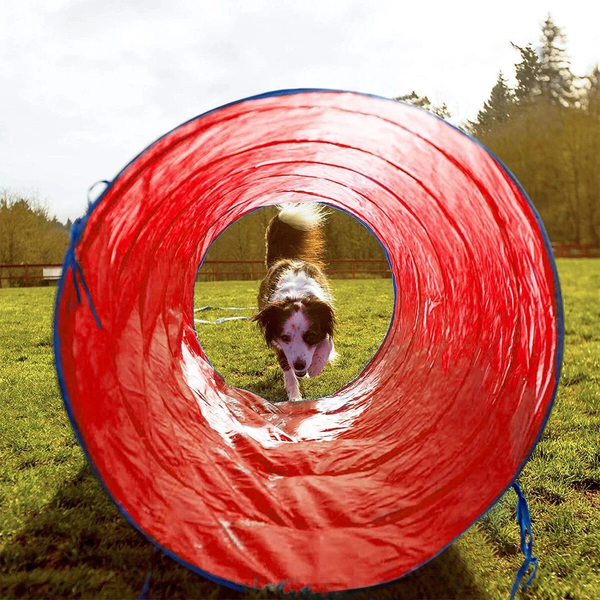 3 Petscene Dog Agility Equipment 5PC Set, 3 of 7