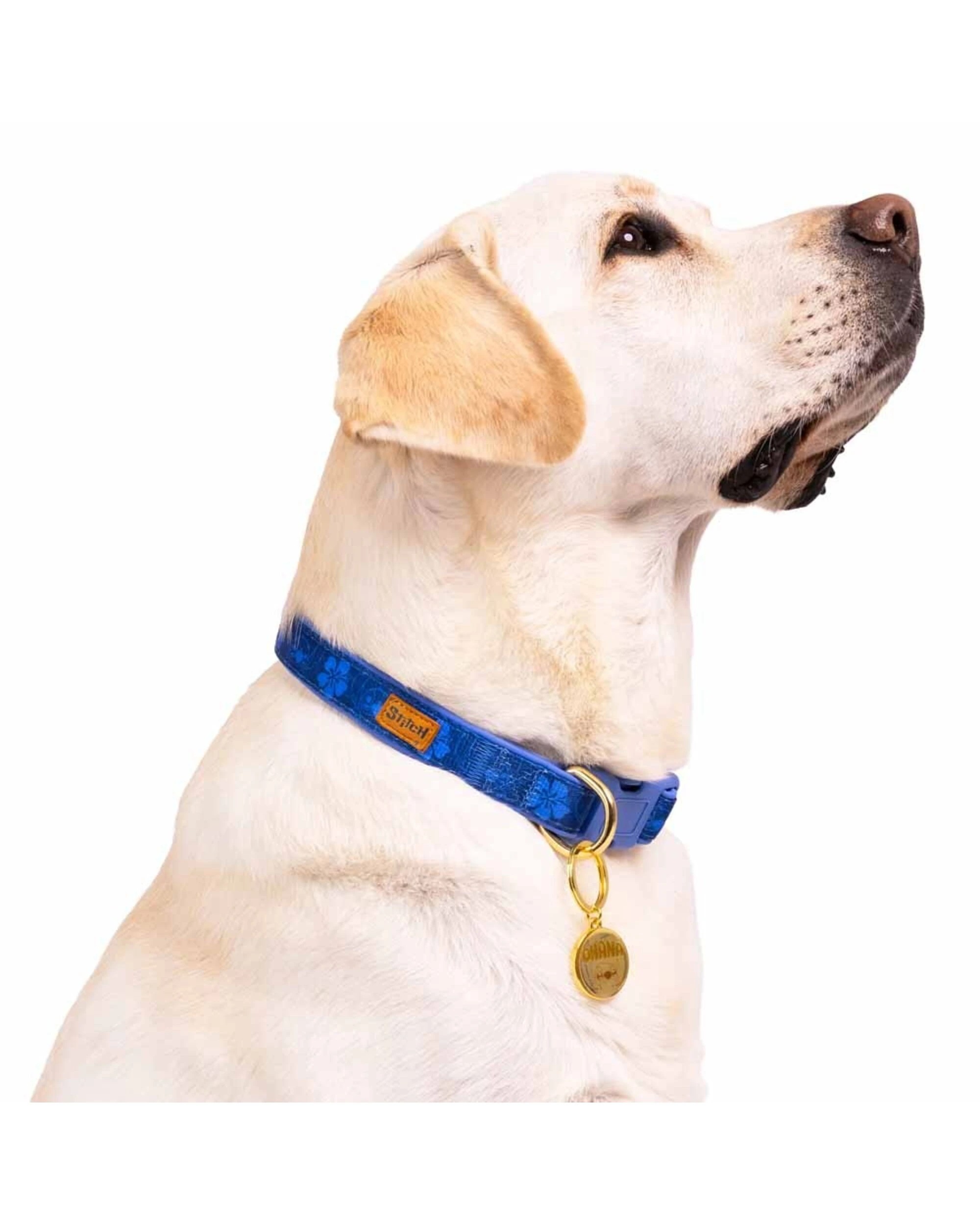 2 Disney - Lilo & Stitch - Stitch Hibiscus Pet Collar -, M - Blue, 2 of 4